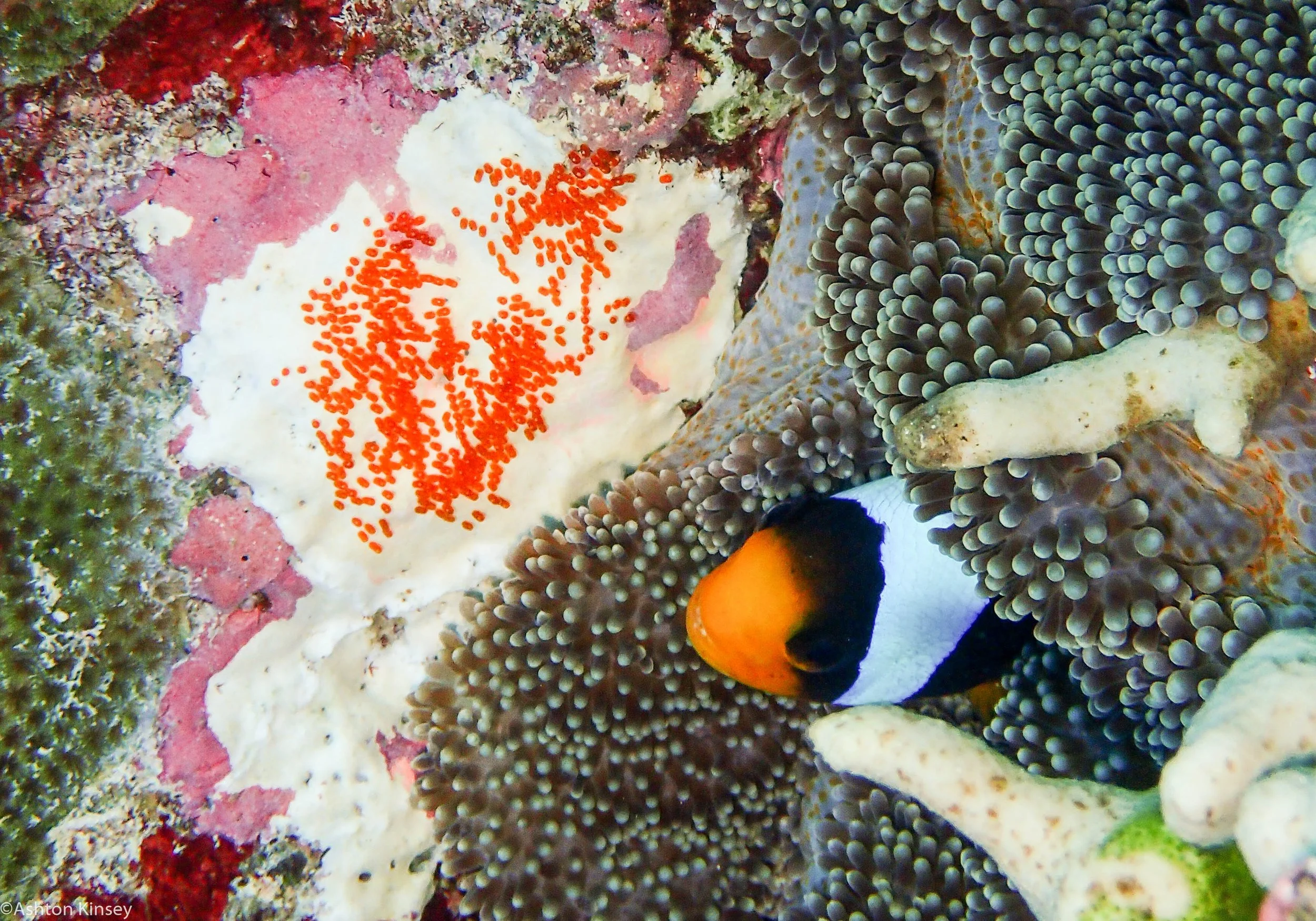Dive 13 Admiralty Anchor Clownfishe.jpg
