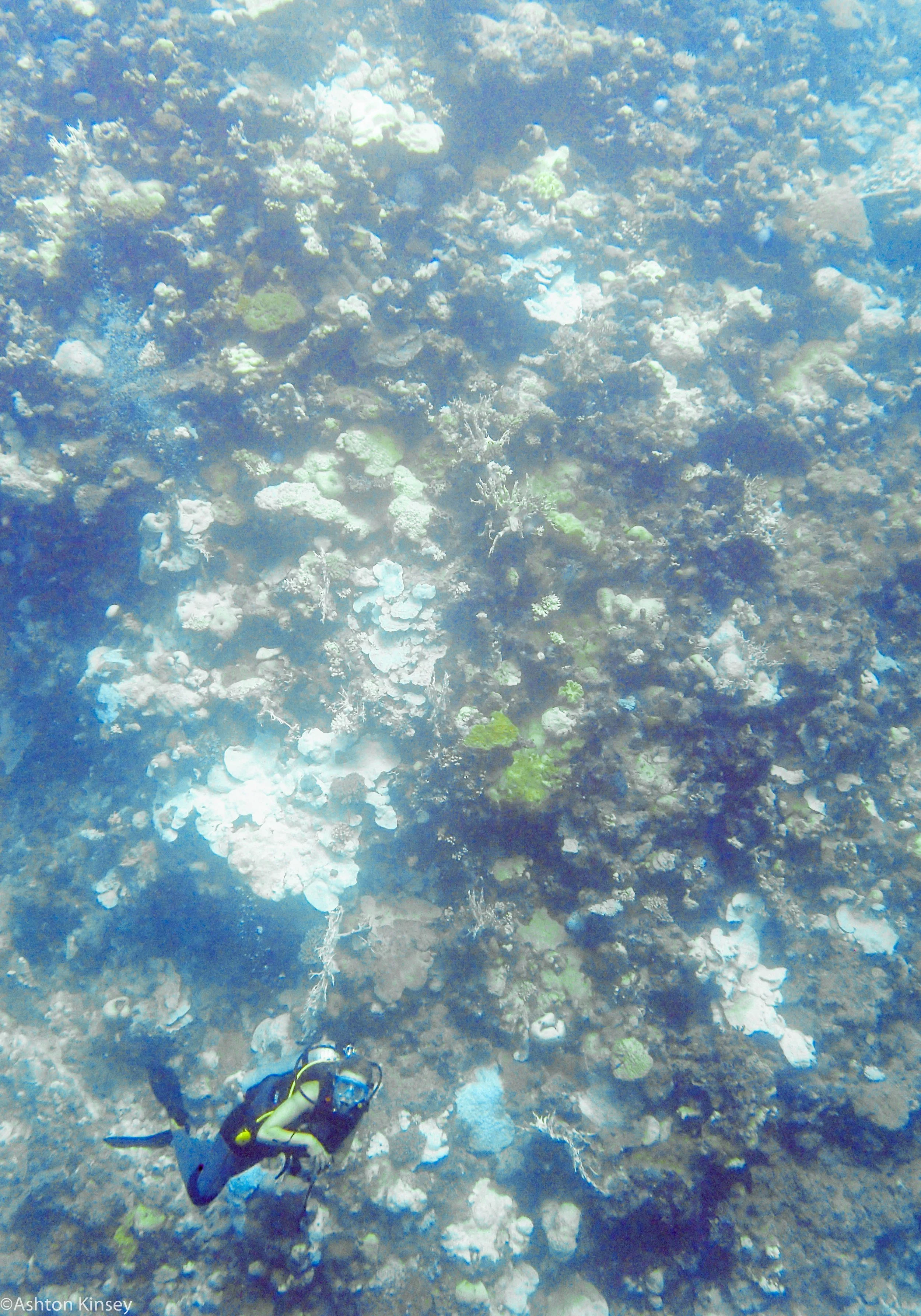 Dive 13 Admiralty Anchor Louise.jpg