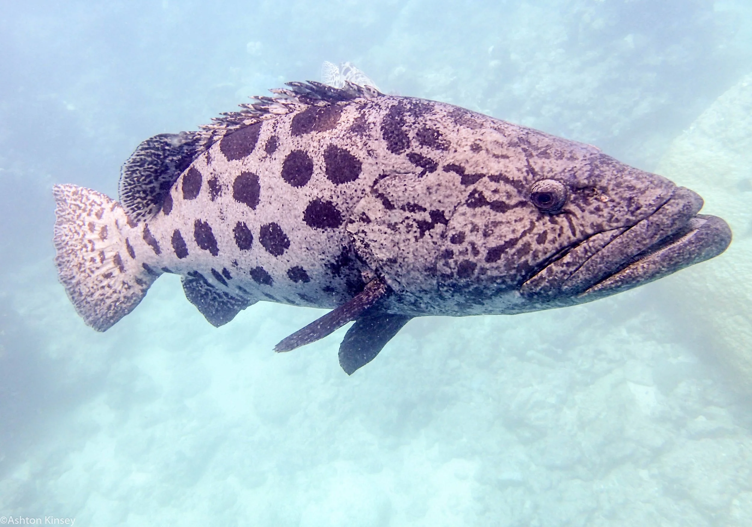 Dive 14 Cod Hole Potato Cod-3.jpg