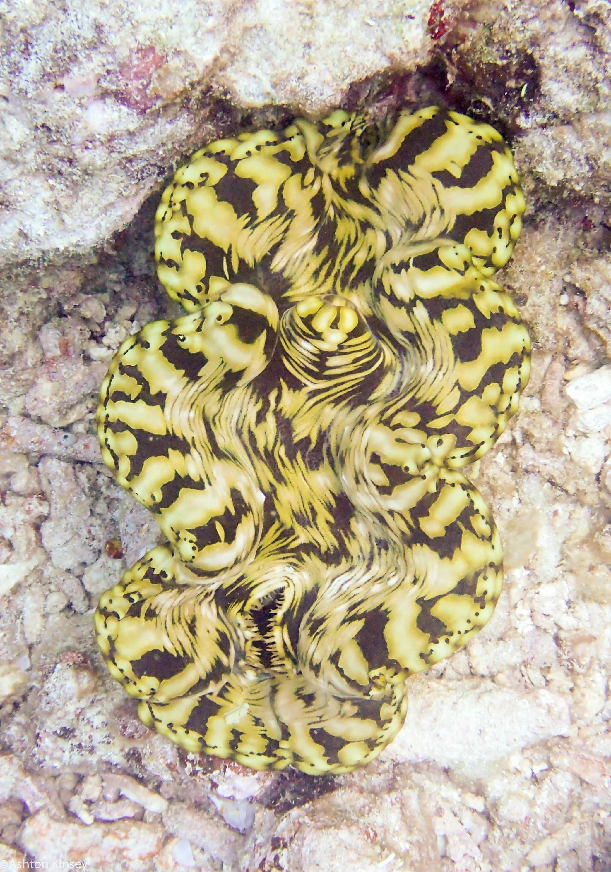 Dive 14 Cod Hole Clam.jpg