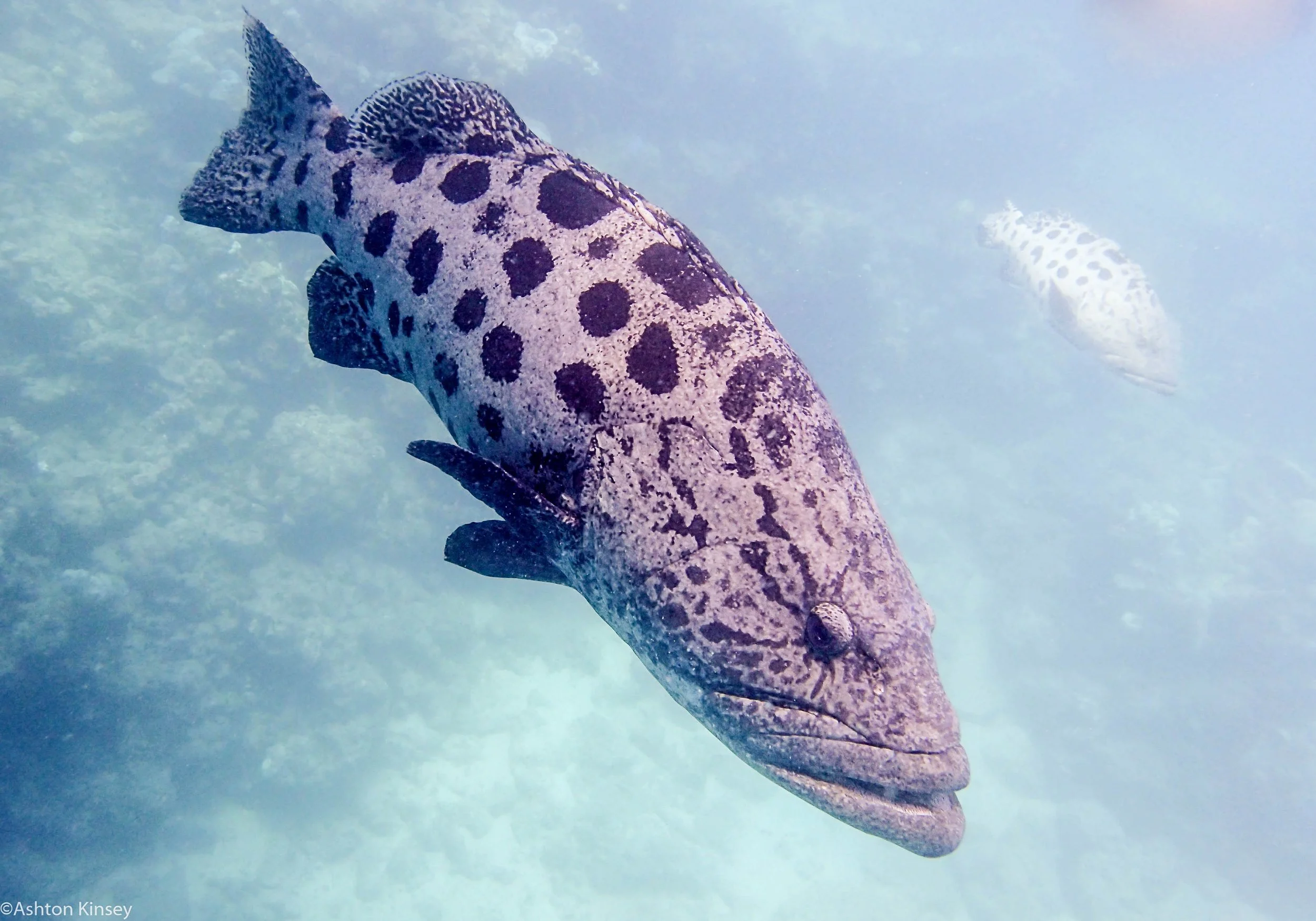 Dive 14 Cod Hole Potato Cod-2.jpg