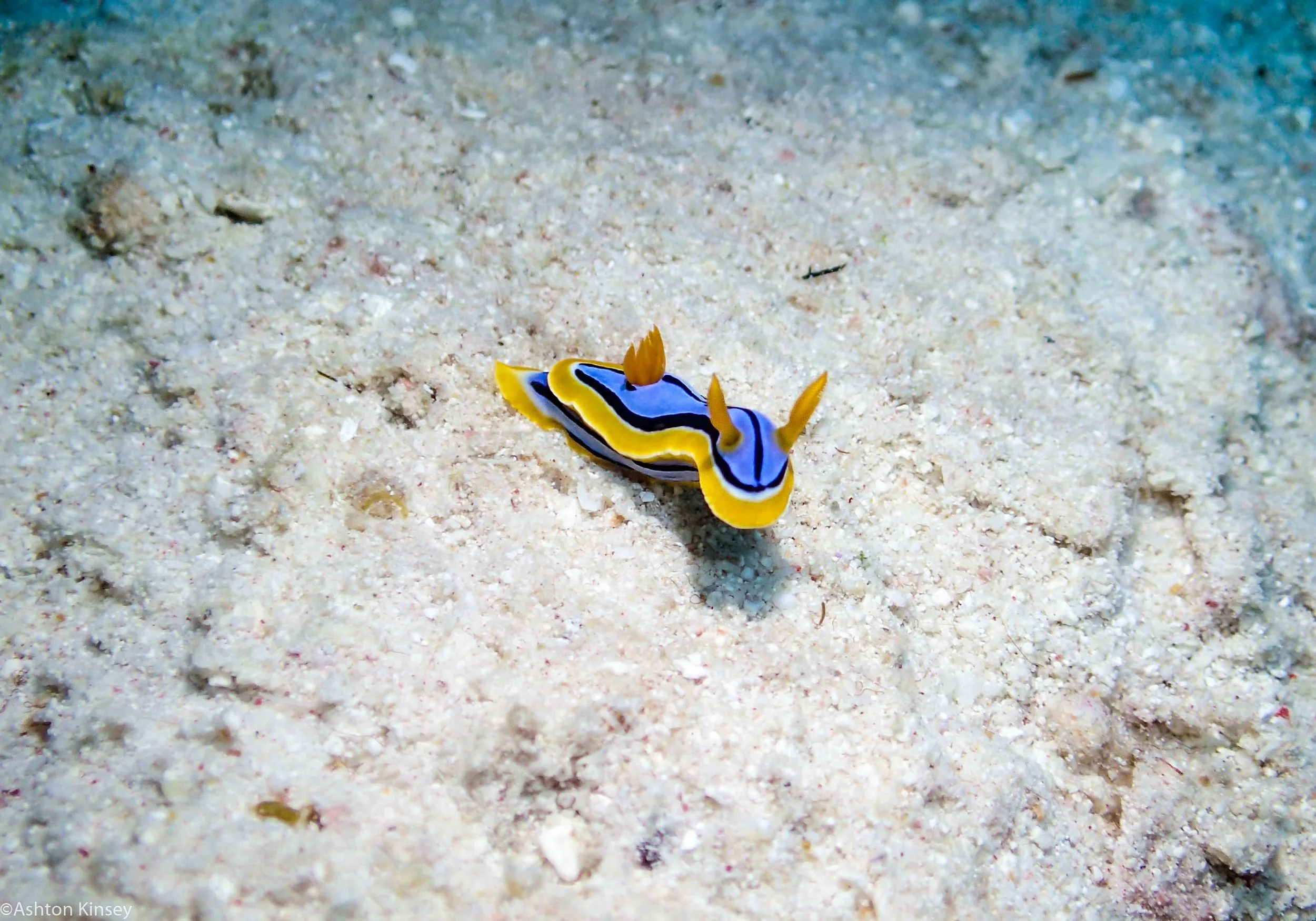 Dive 15 Goggle Gardens C. elsabethina nudi.jpg