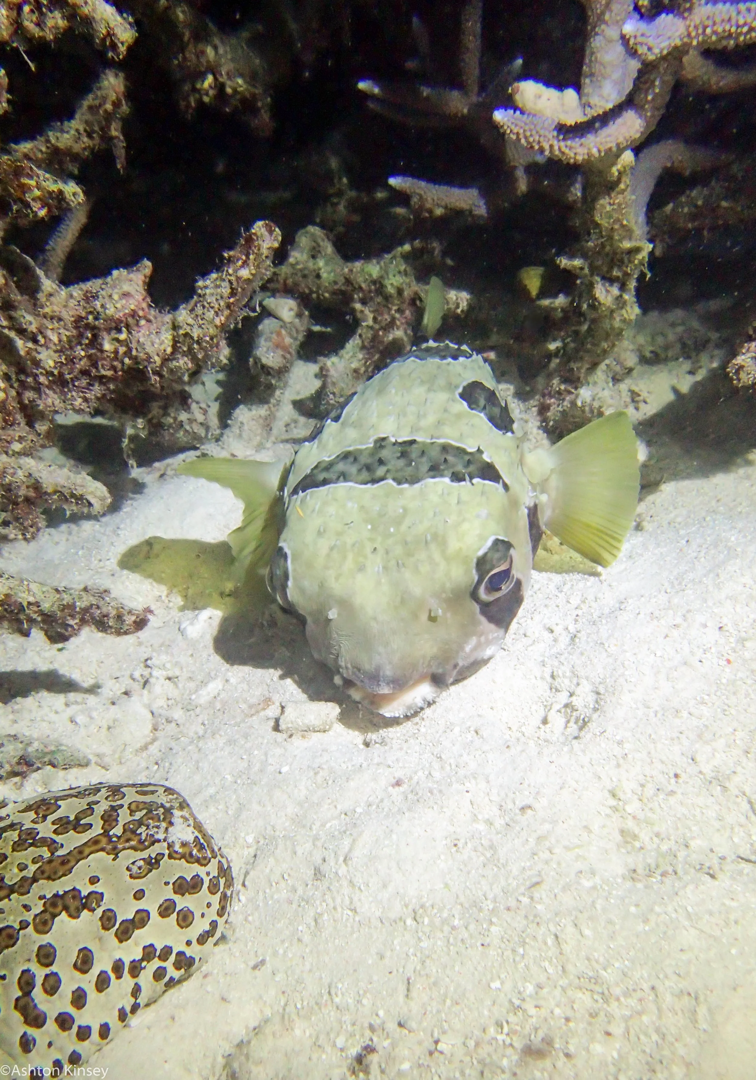 Dive 16 Goggle Gardens Puffer.jpg