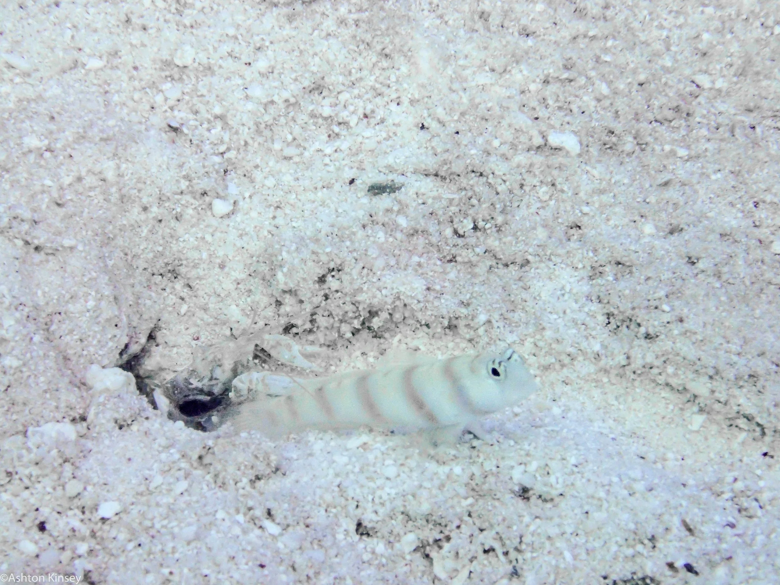 Dive 15 Goggle Gardens Goby and Pistol shrimp.jpg
