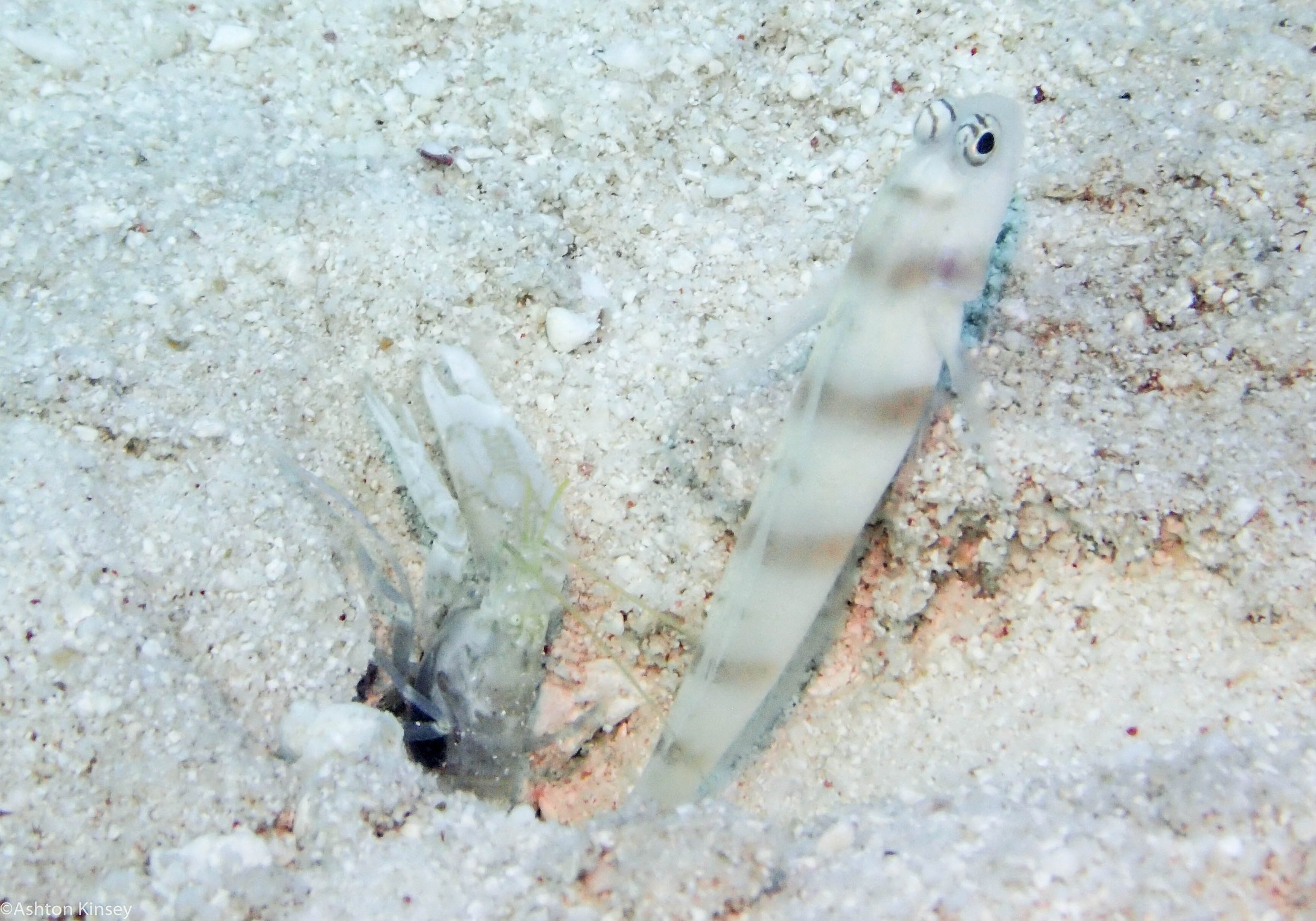 Dive 15 Goggle Gardens Goby and Pistol shrimp-2.jpg