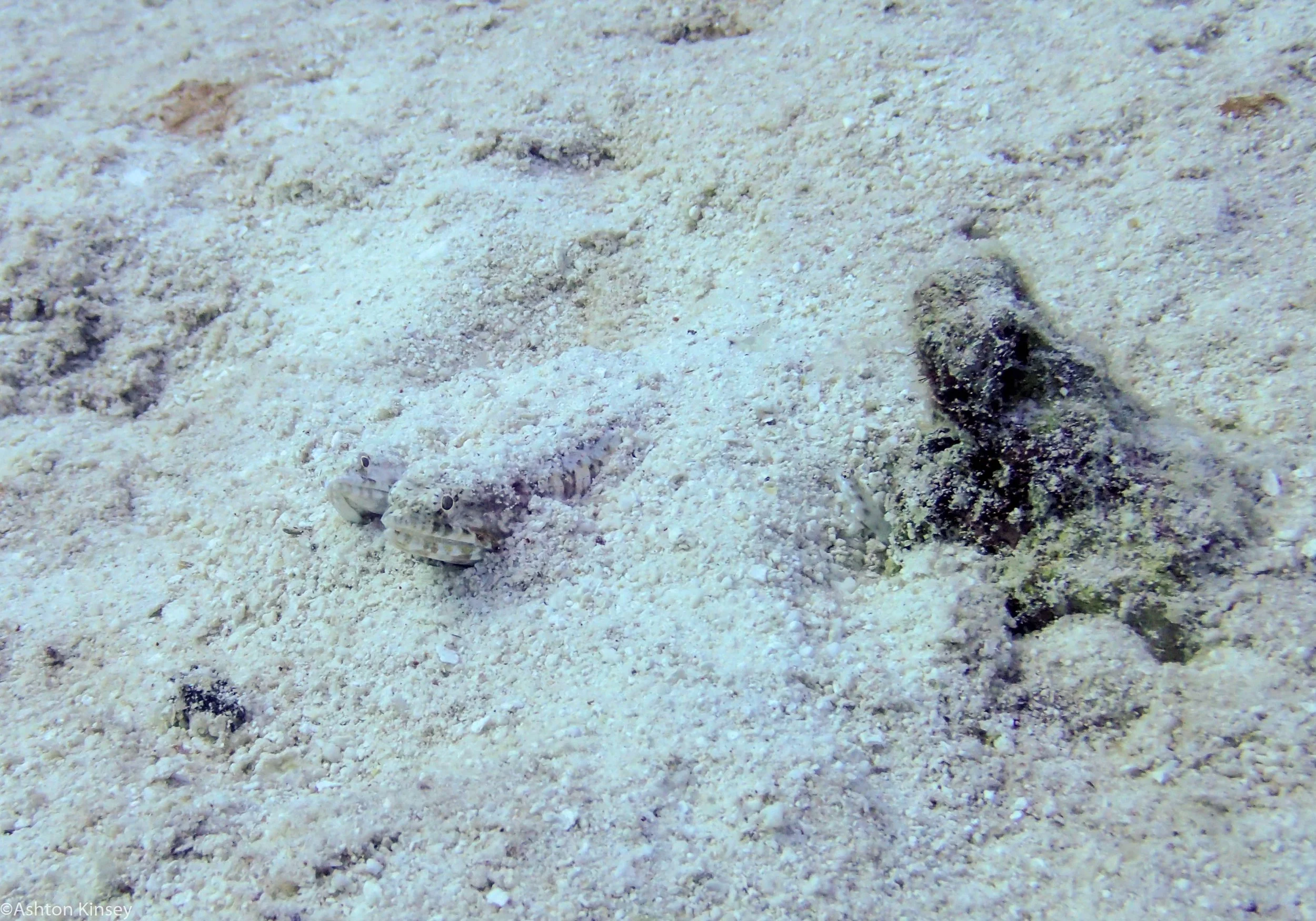 Dive 15 Goggle Gardens Lizard fish.jpg