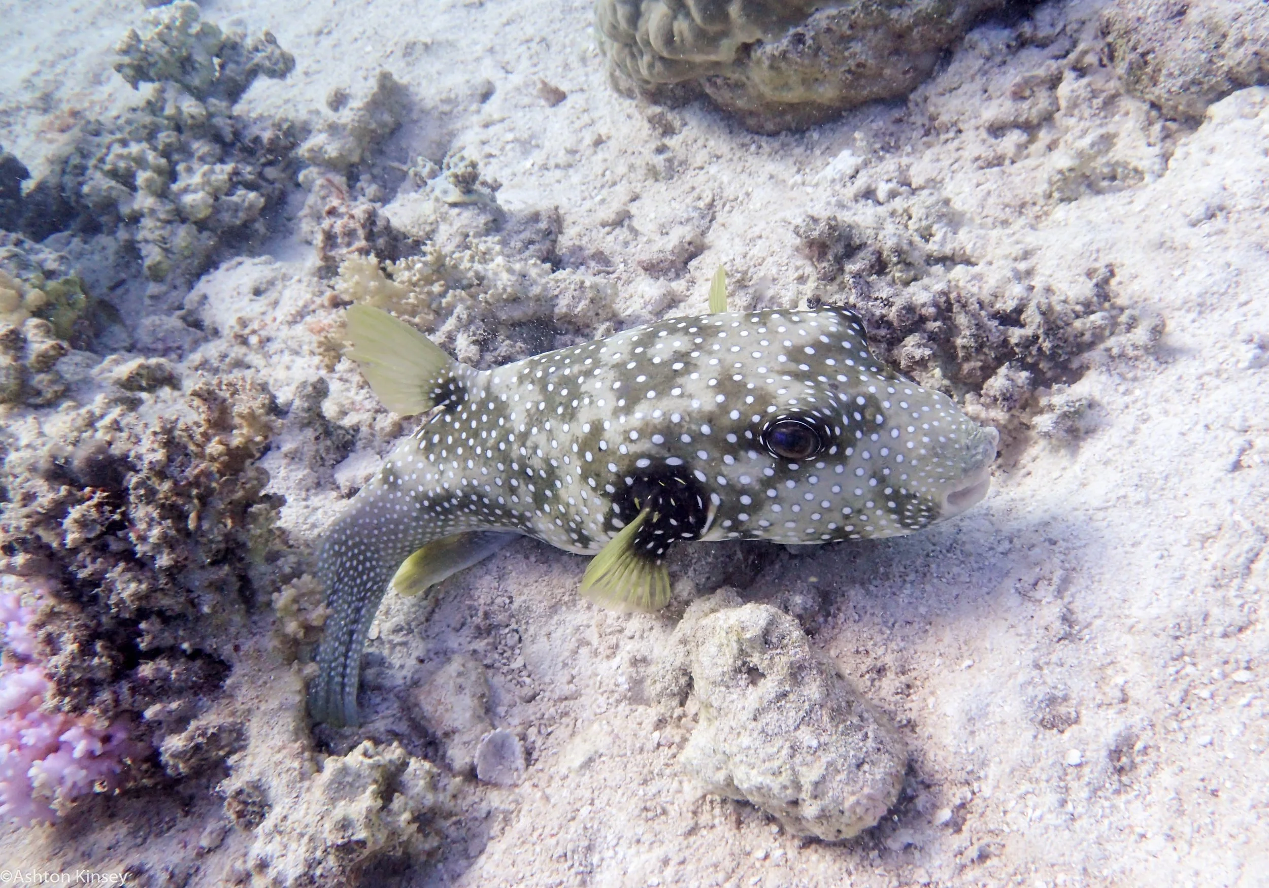 Dive 15 Goggle Gardens Puffer.jpg