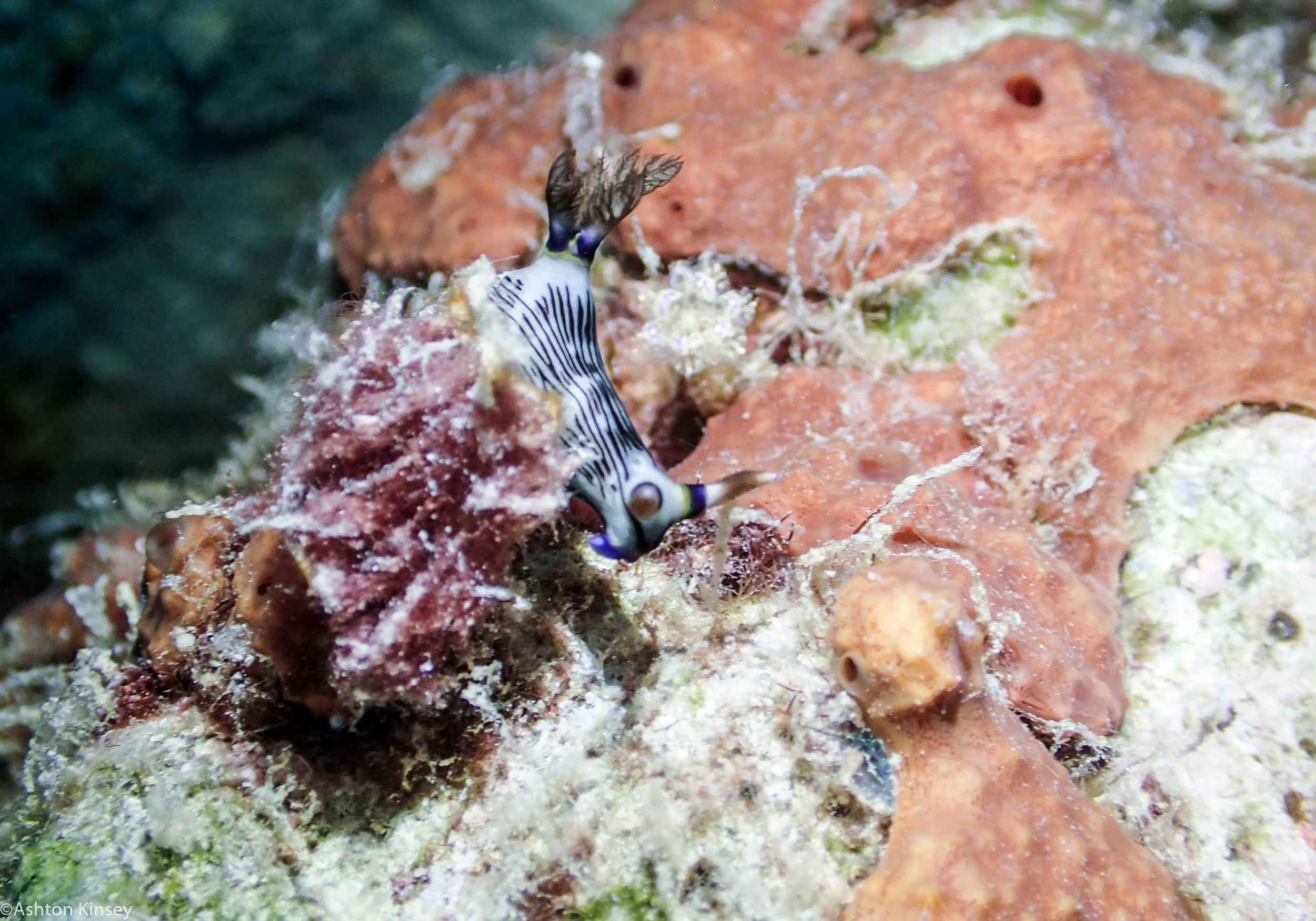 Dive 16 Goggle Gardens N. lineolata nudi.jpg