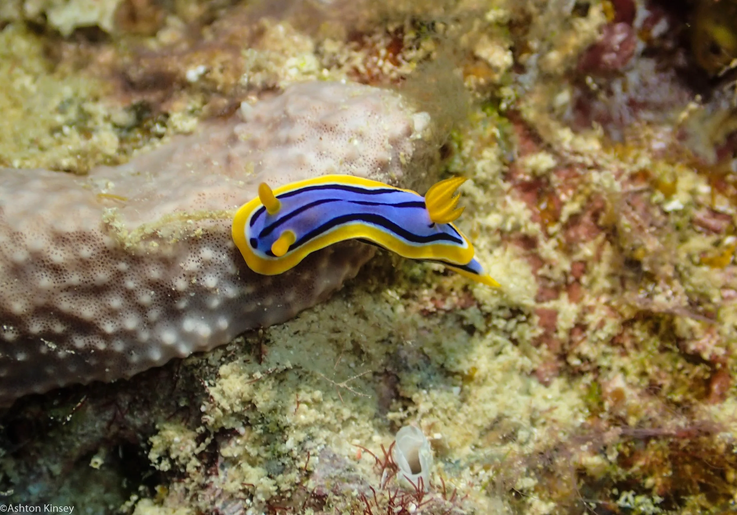 Dive 17 Coral Kingdom C. annae_.jpg