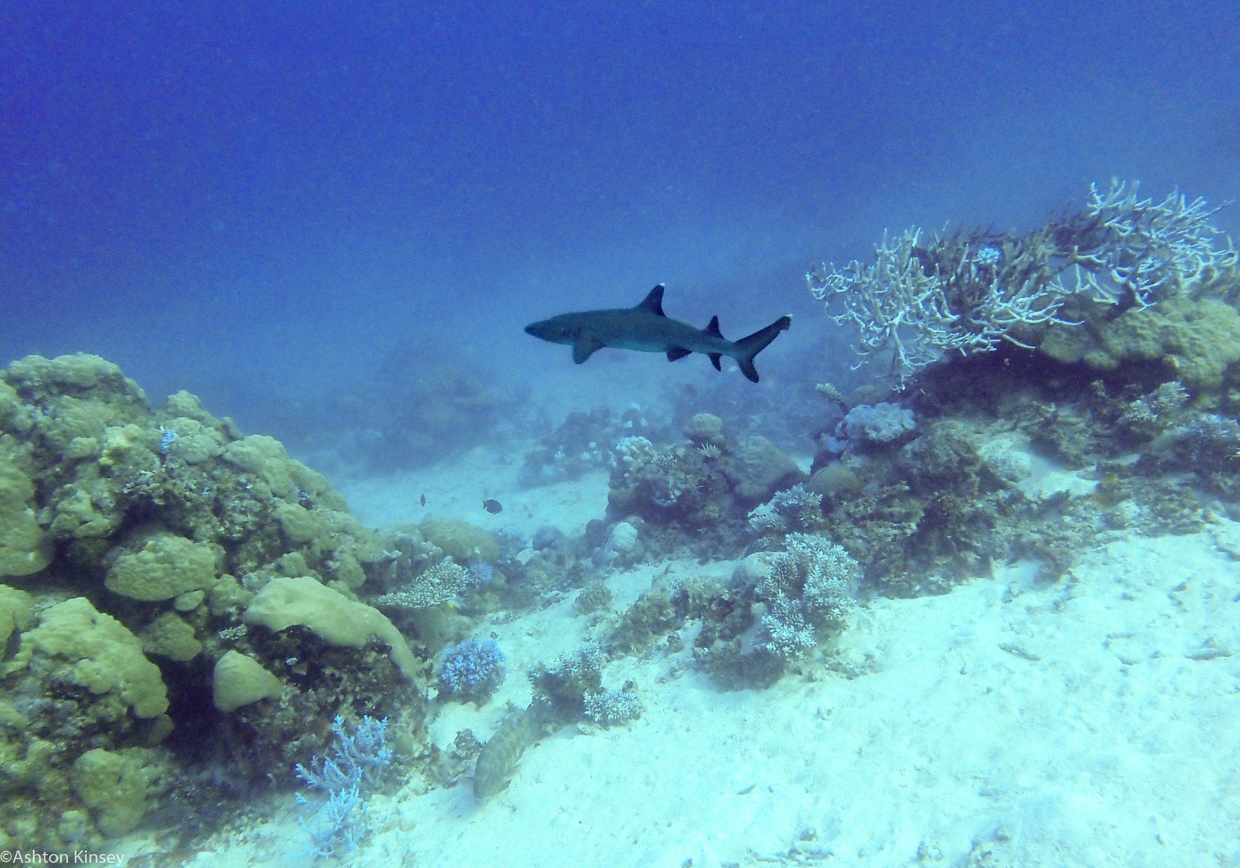 Dive 17 Coral Kingdom White Tip Reef.jpg