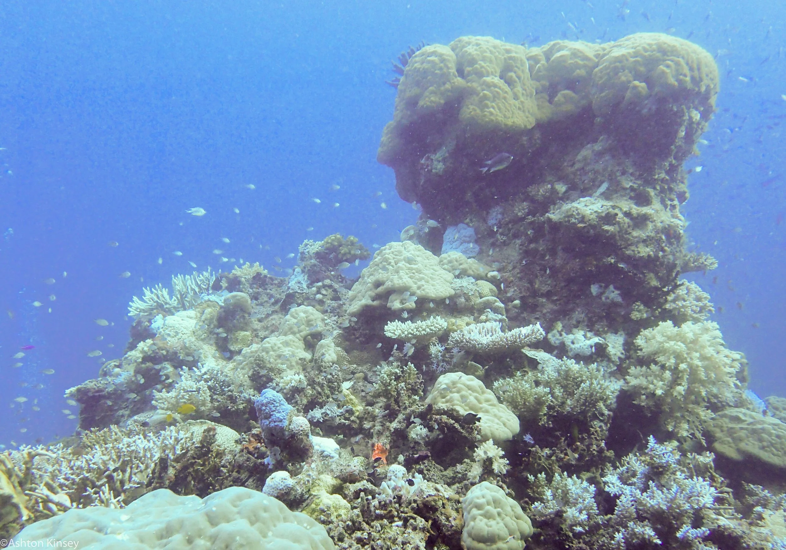Dive 17 Coral Kingdom Coral.jpg