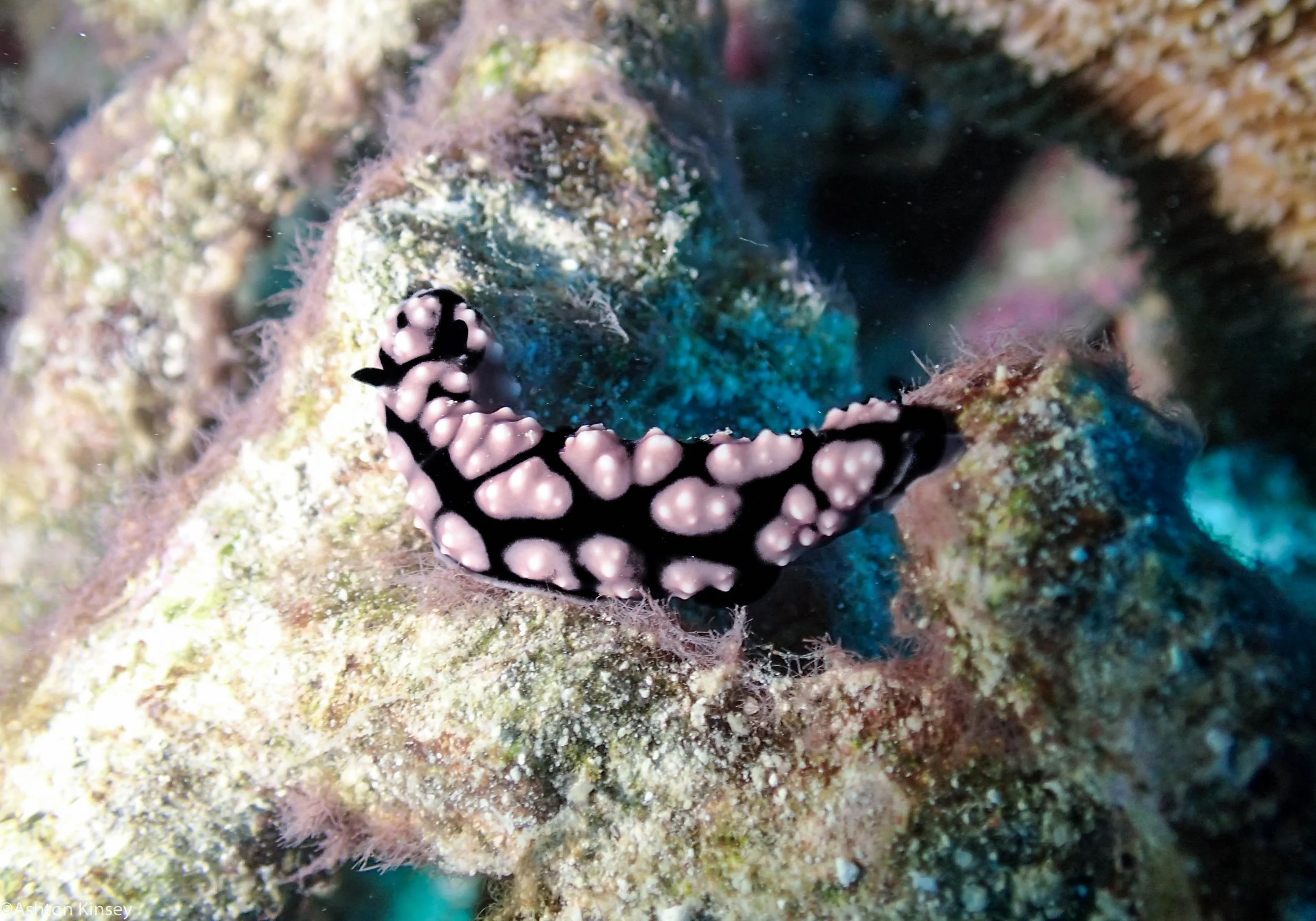 Dive 17 Coral Kingdom Phyllidiella lizae.jpg