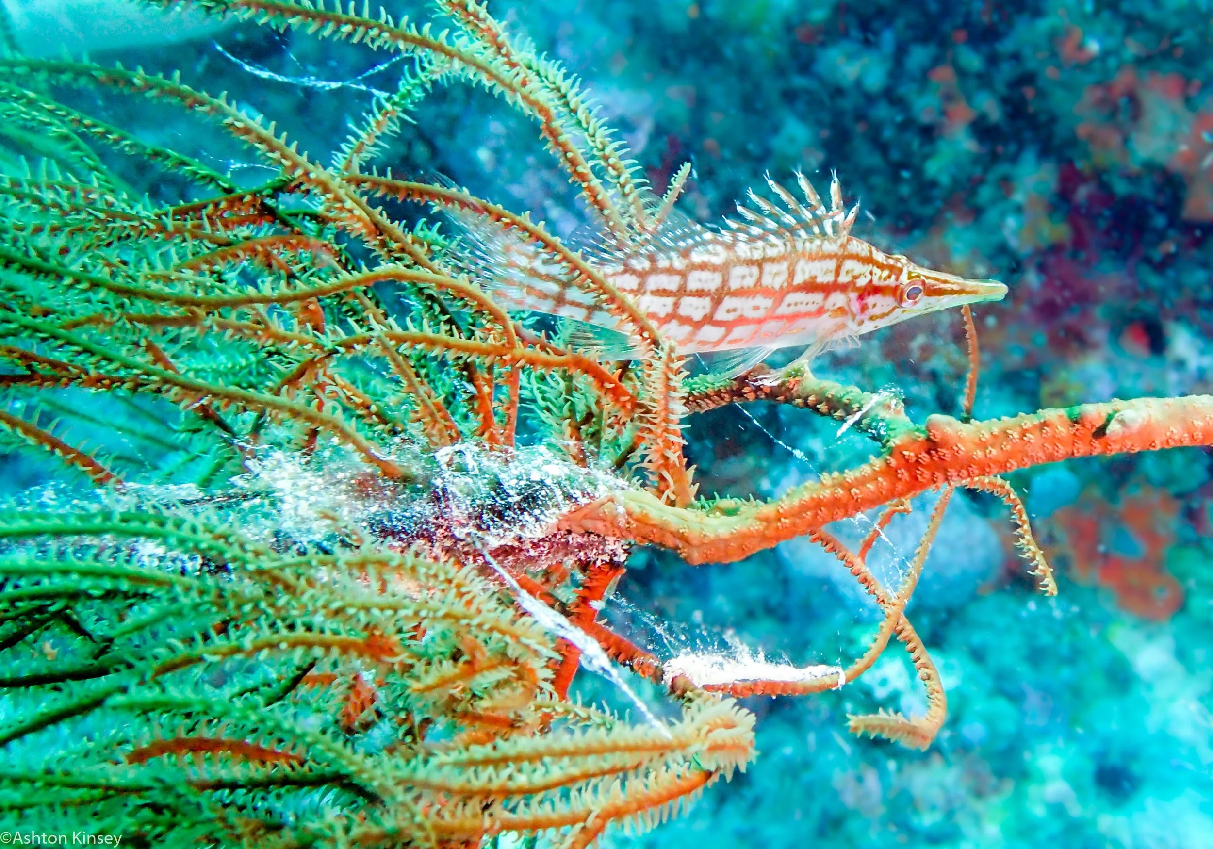 Dive 18 Lighthouse Bommie Longnose Hawkfish.jpg