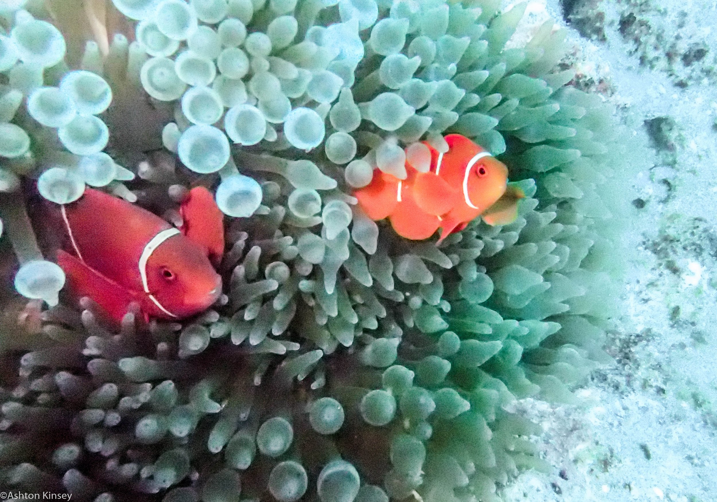 Dive 18 Lighthouse Bommie Clownfish and bubble nem.jpg