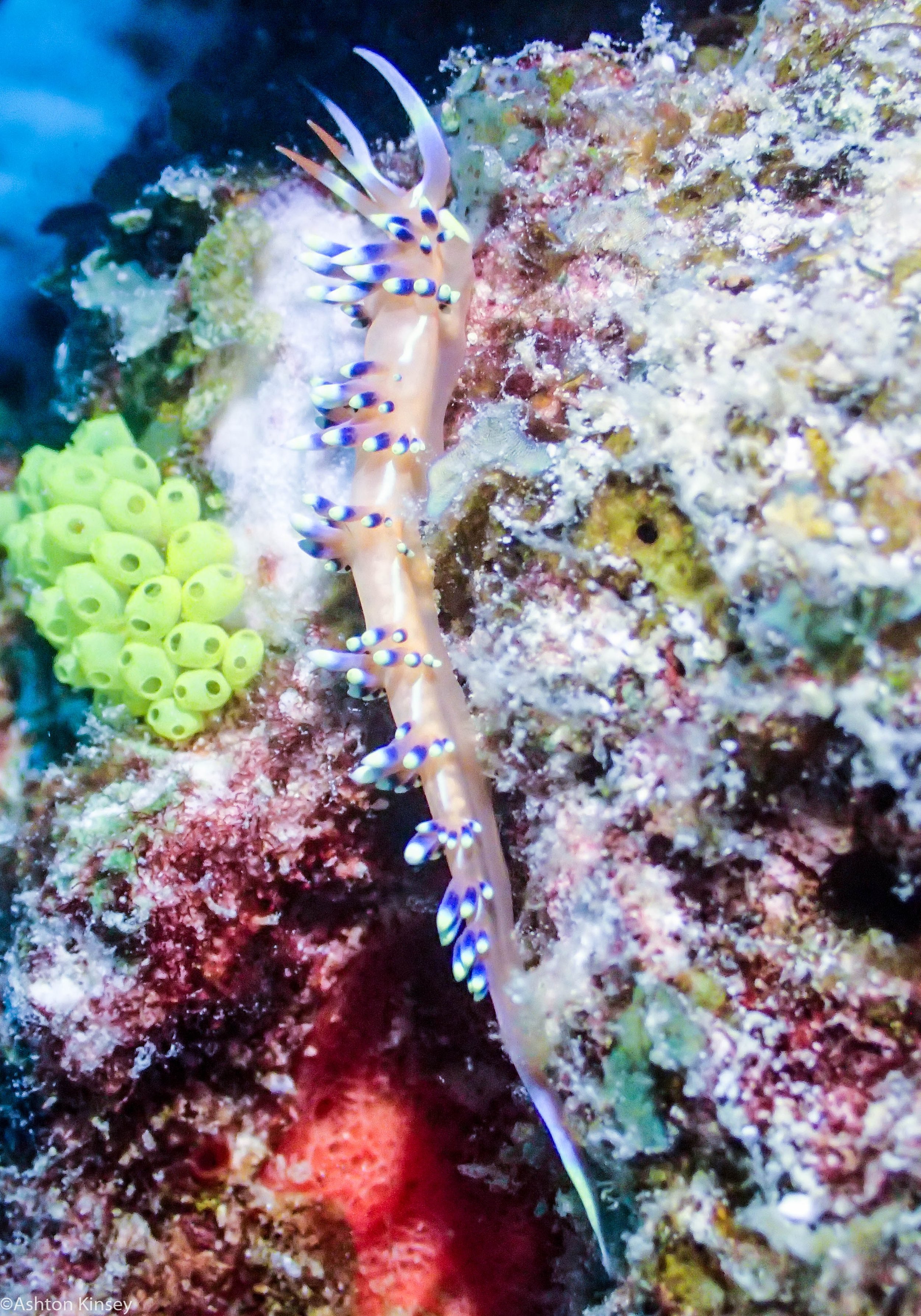 Dive 18 Lighthouse Bommie Mystery Nudi.jpg