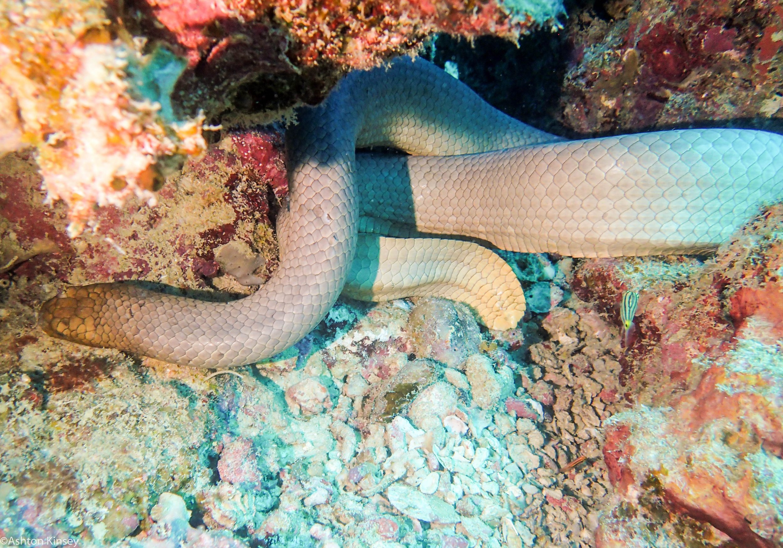 Dive 18 Lighthouse Bommie Olive Sea Snake.jpg