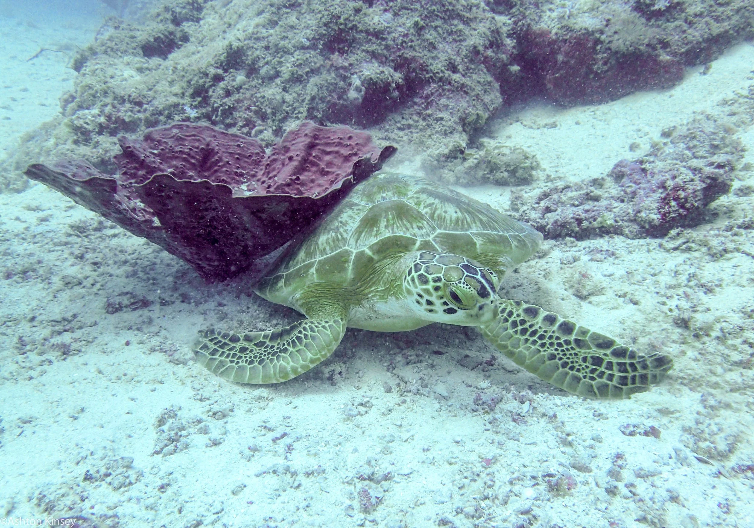 Dive 18 Lighthouse Bommie Turtle.jpg