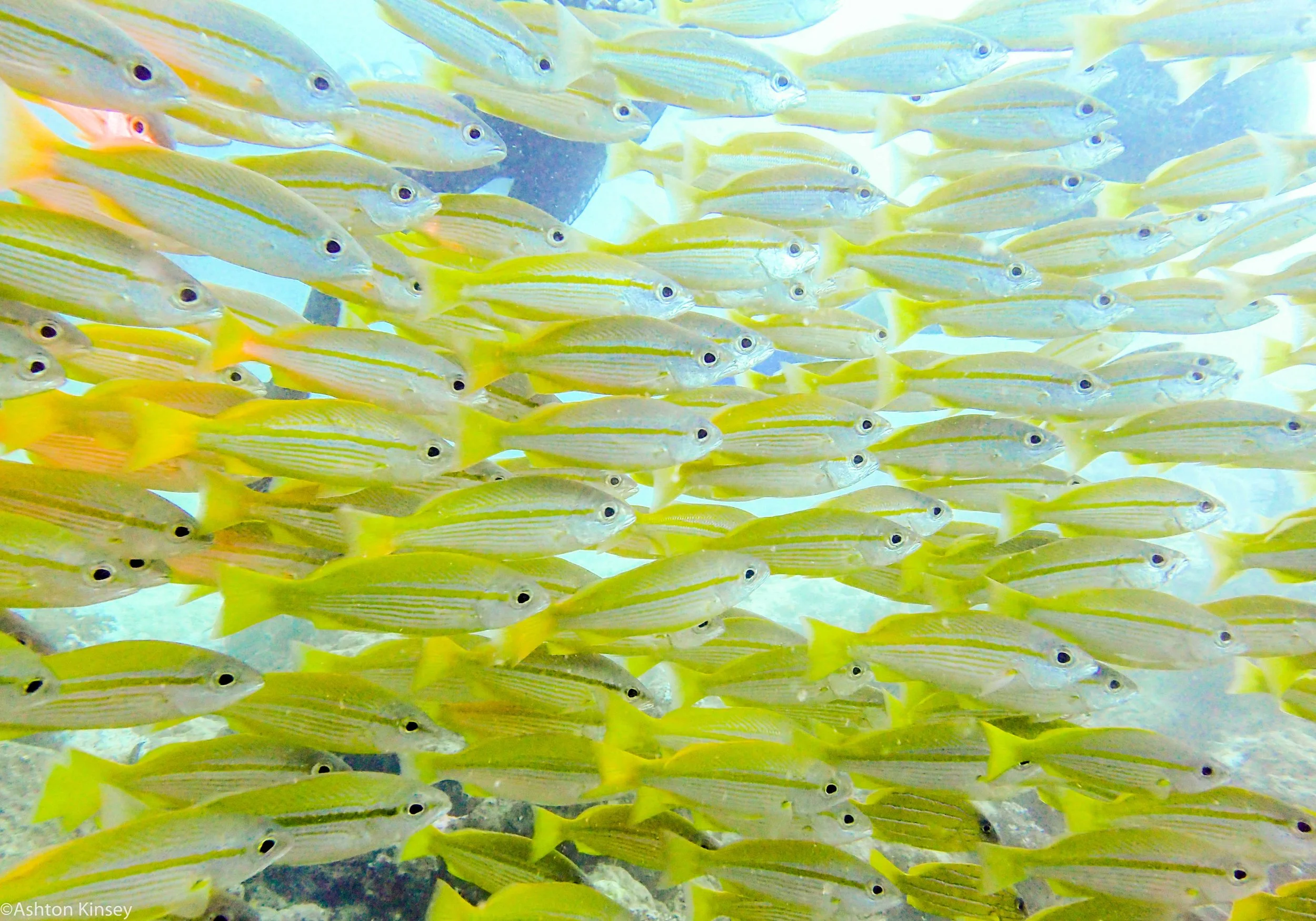 Dive 18 Lighthouse Bommie Yellow tail snappers.jpg