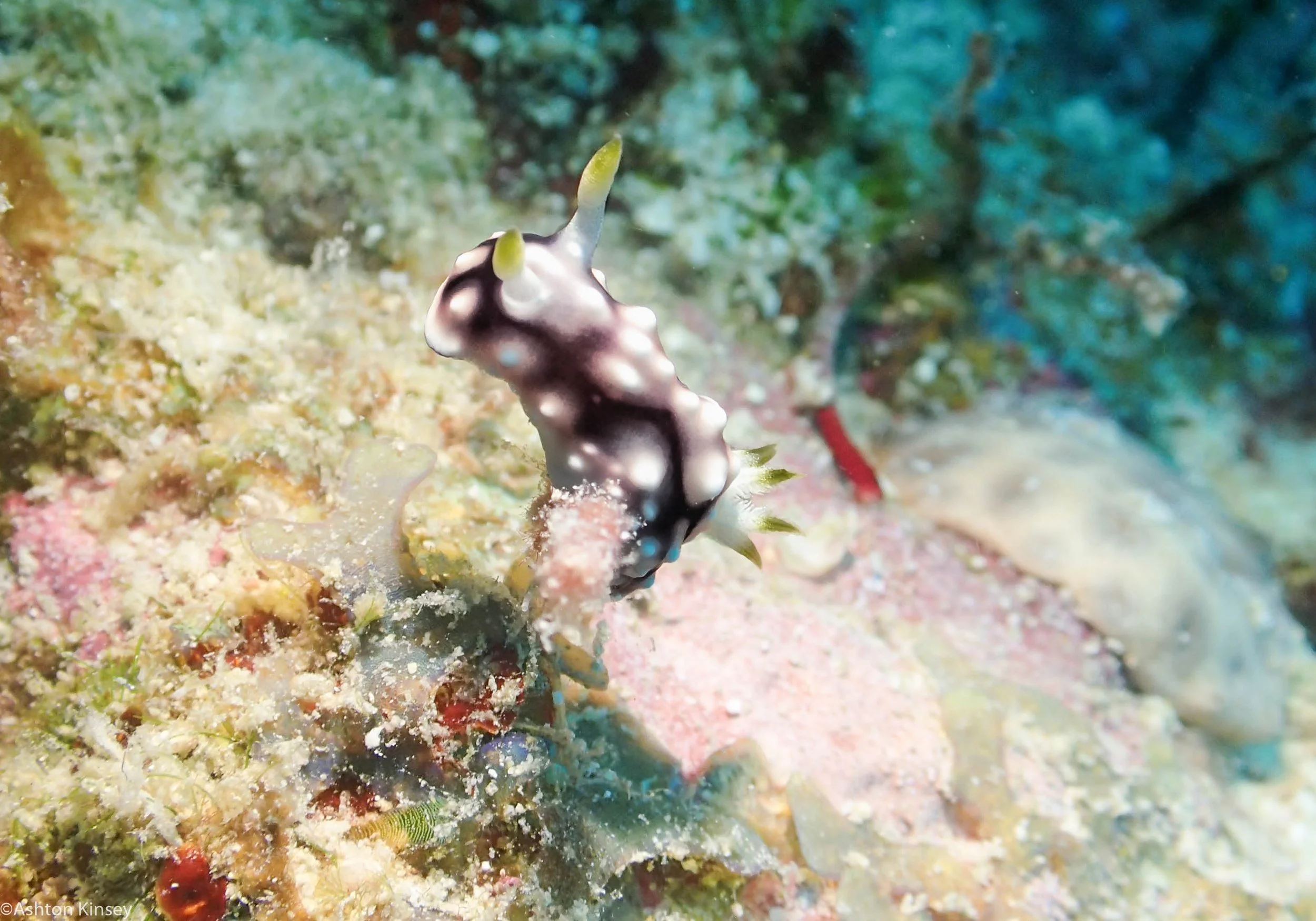 Dive 19 Lighthouse Bommie Goniobranchus geometricus.jpg