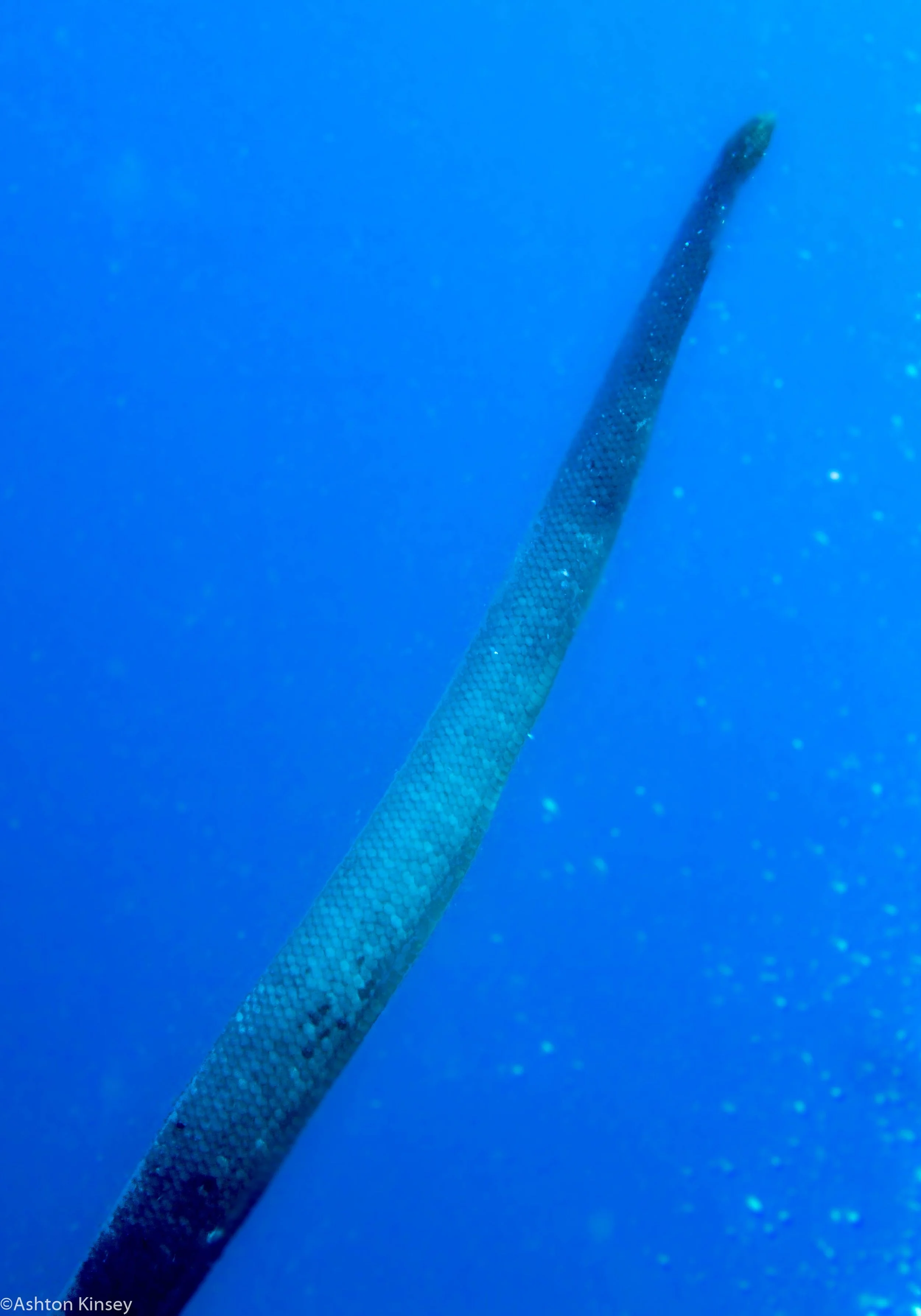 Dive 19 Lighthouse Bommie Olive Sea Snake.jpg