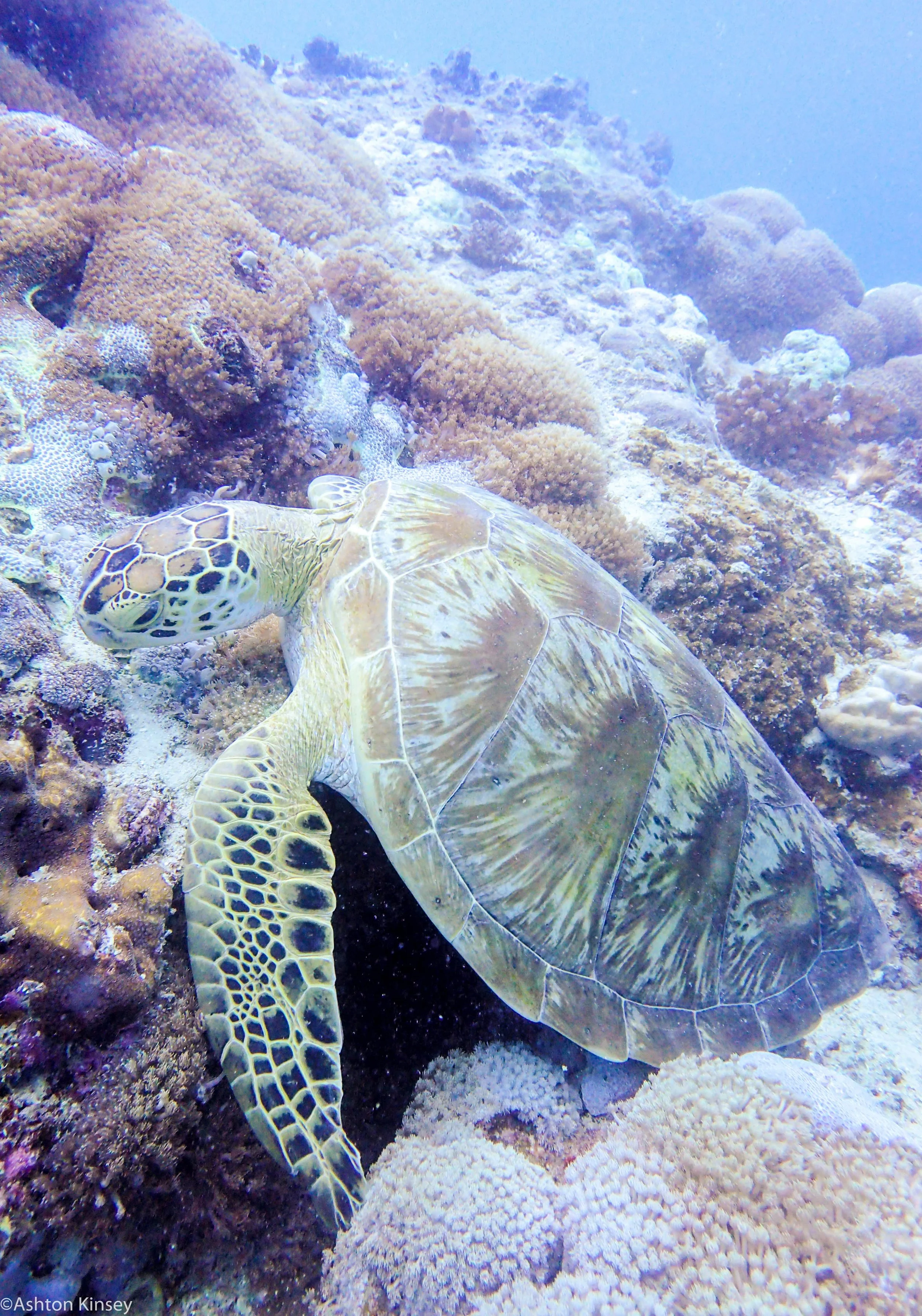 Dive 19 Lighthouse Bommie Olive Zippy.jpg