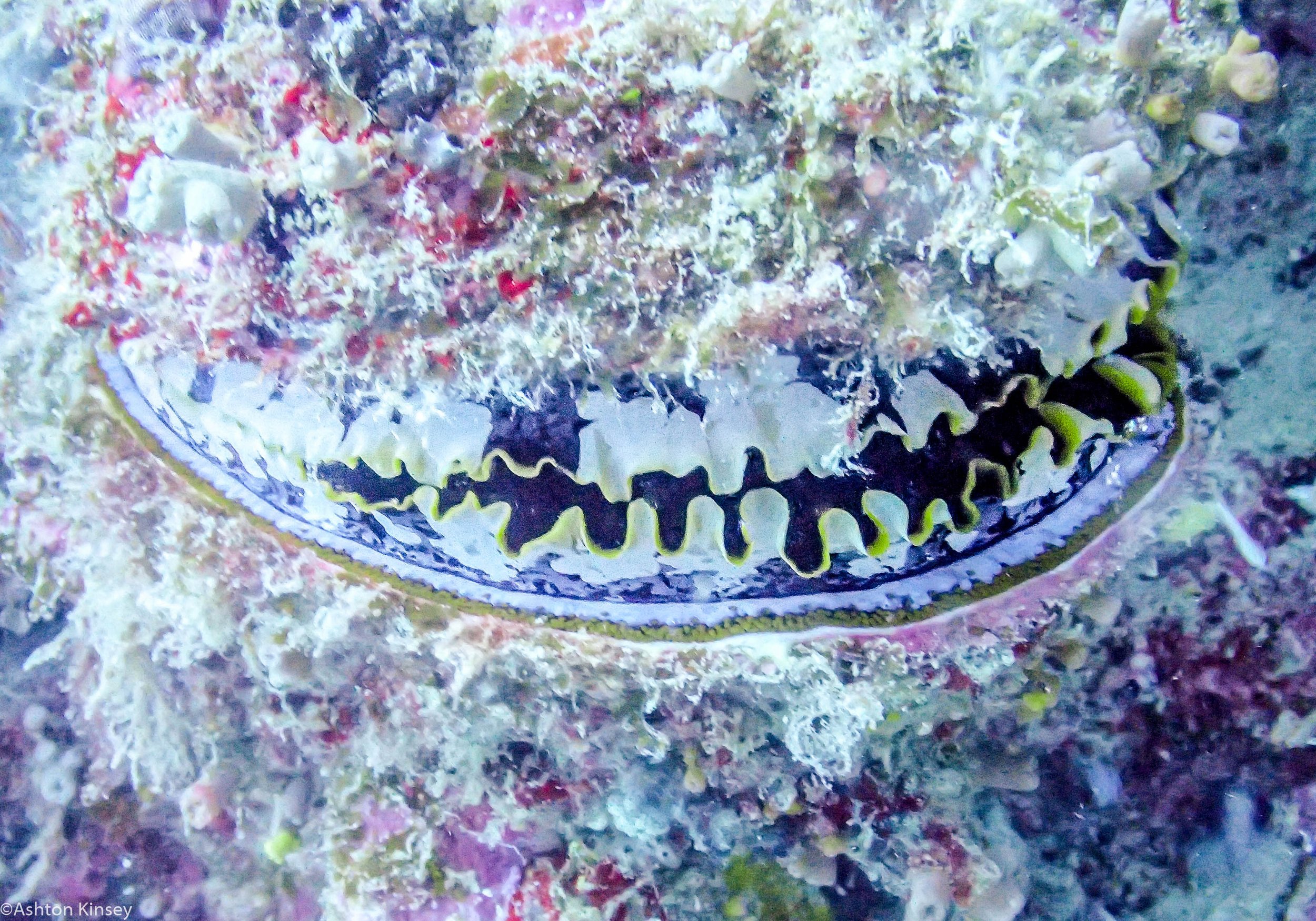 Dive 19 Lighthouse Bommie Oyster.jpg