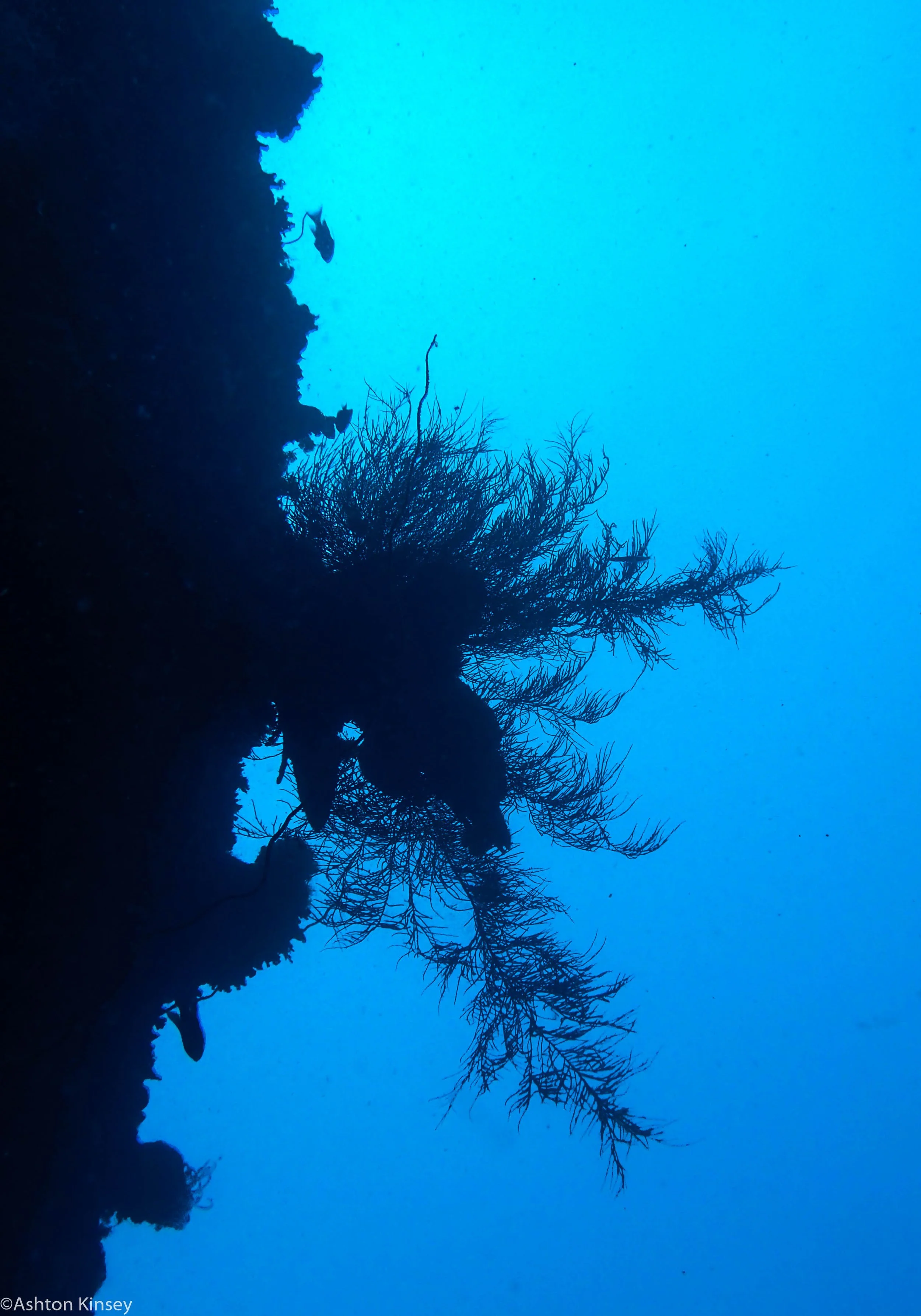 Dive 19 Lighthouse Bommie Zi Bommie.jpg