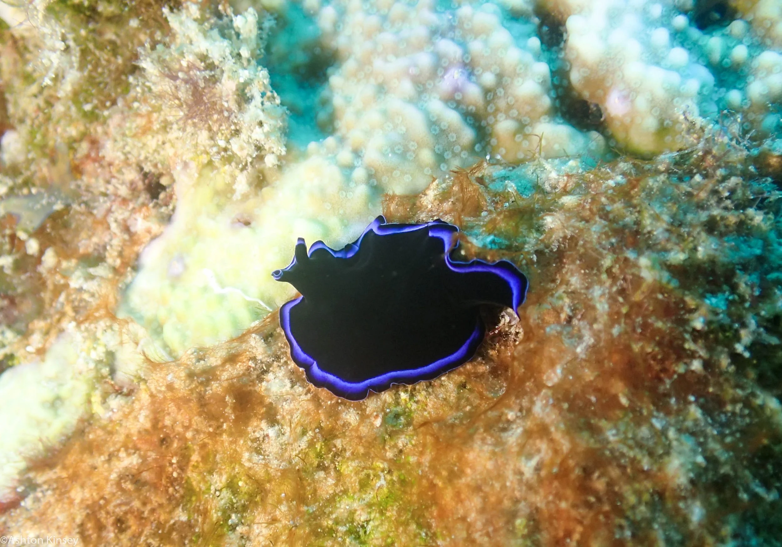 Dive 18 Lighthouse Bommie Blue Flatworm.jpg