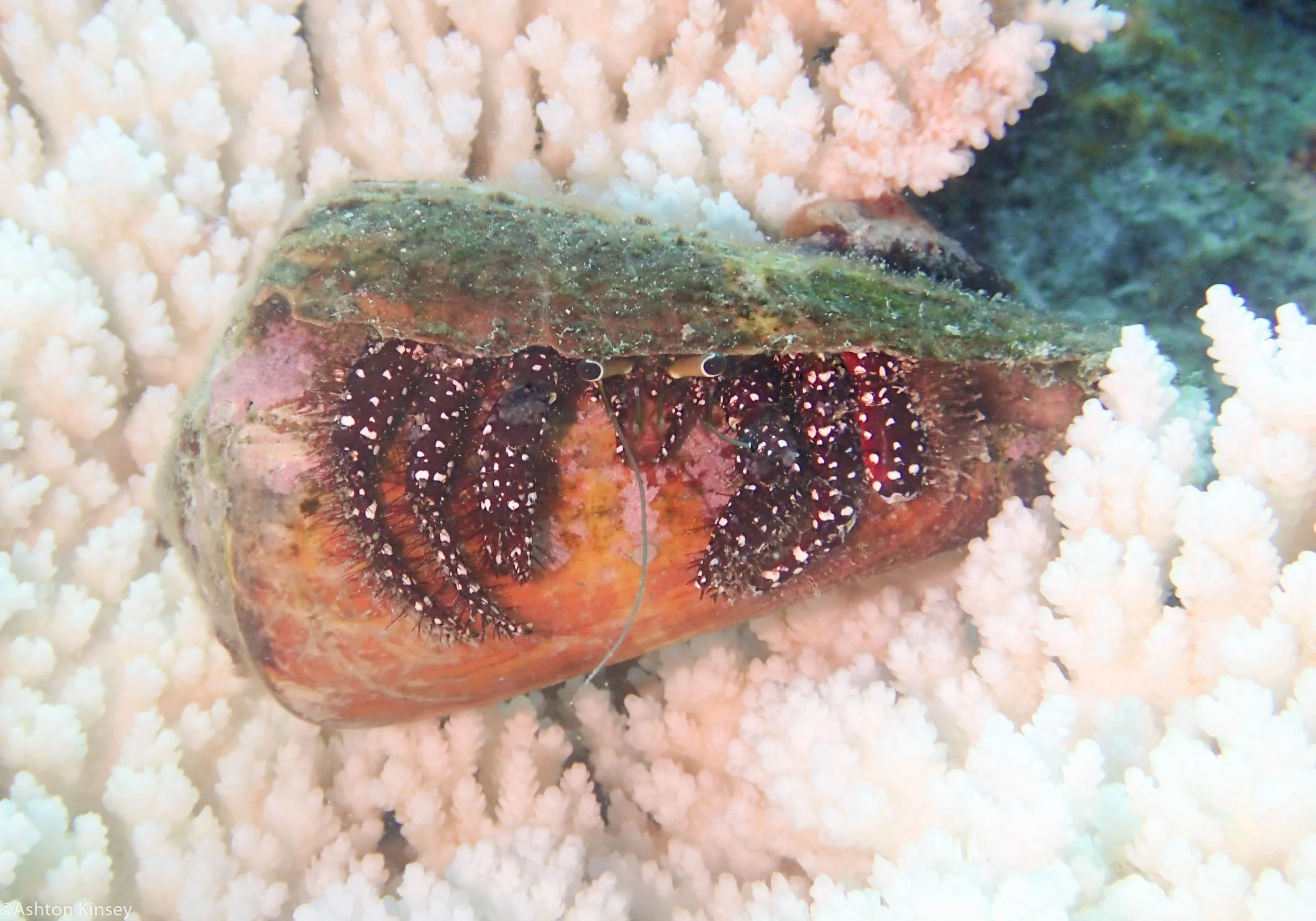 Dive 20 Ribbon Reef 8  Hermit.jpg
