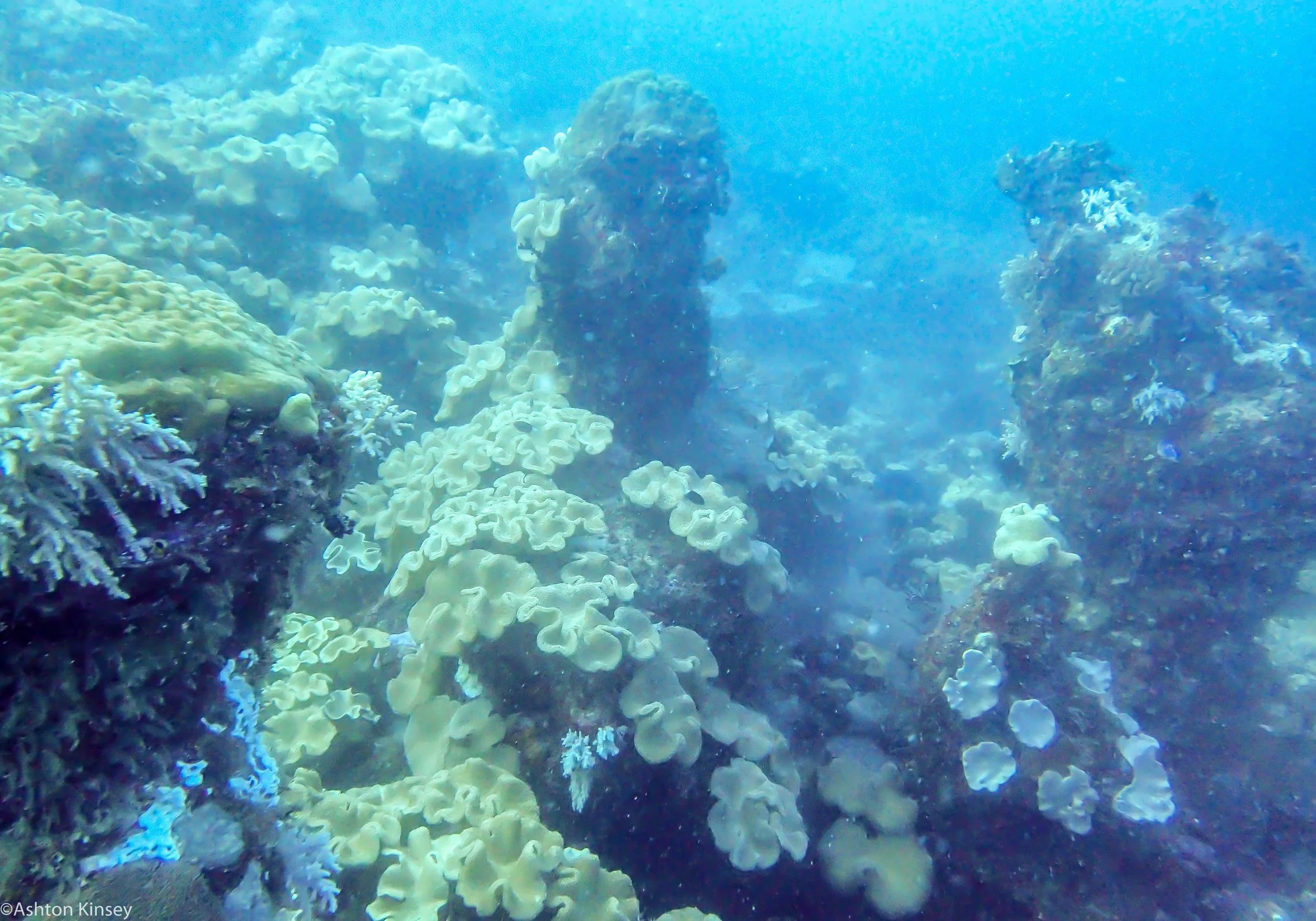 Dive 20 Ribbon Reef 8  Corlas.jpg