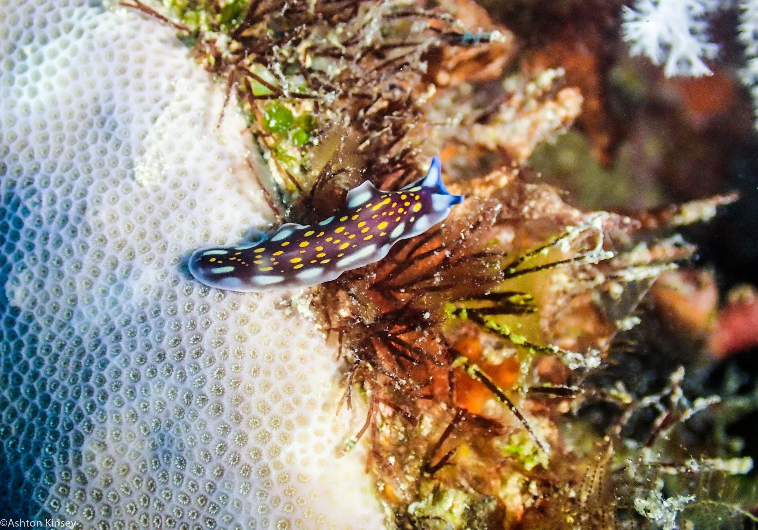 Dive 20 Ribbon Reef 8 Mystery Nudi.jpg