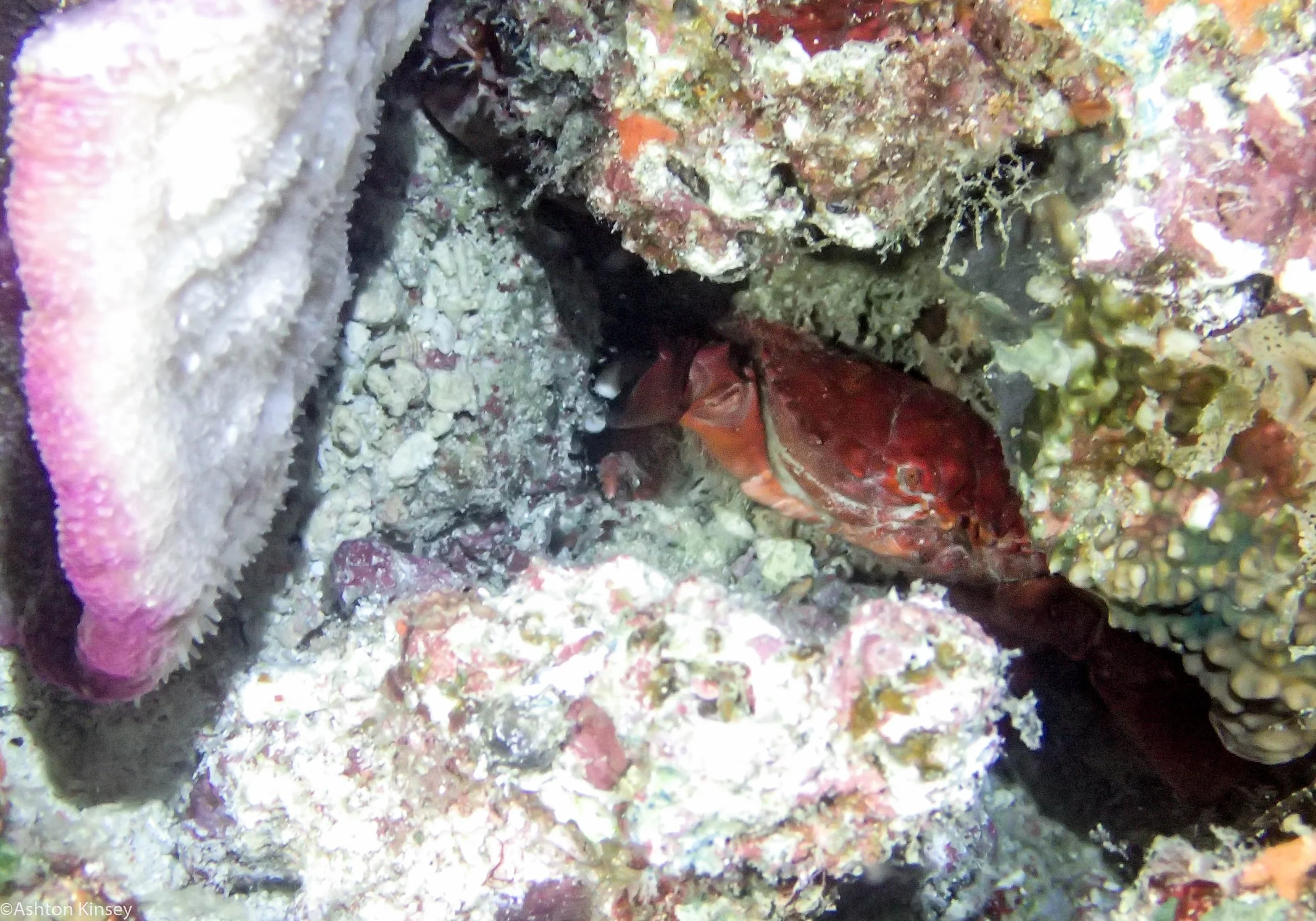 Dive 21 Ribbon Reef 8 Crab.jpg