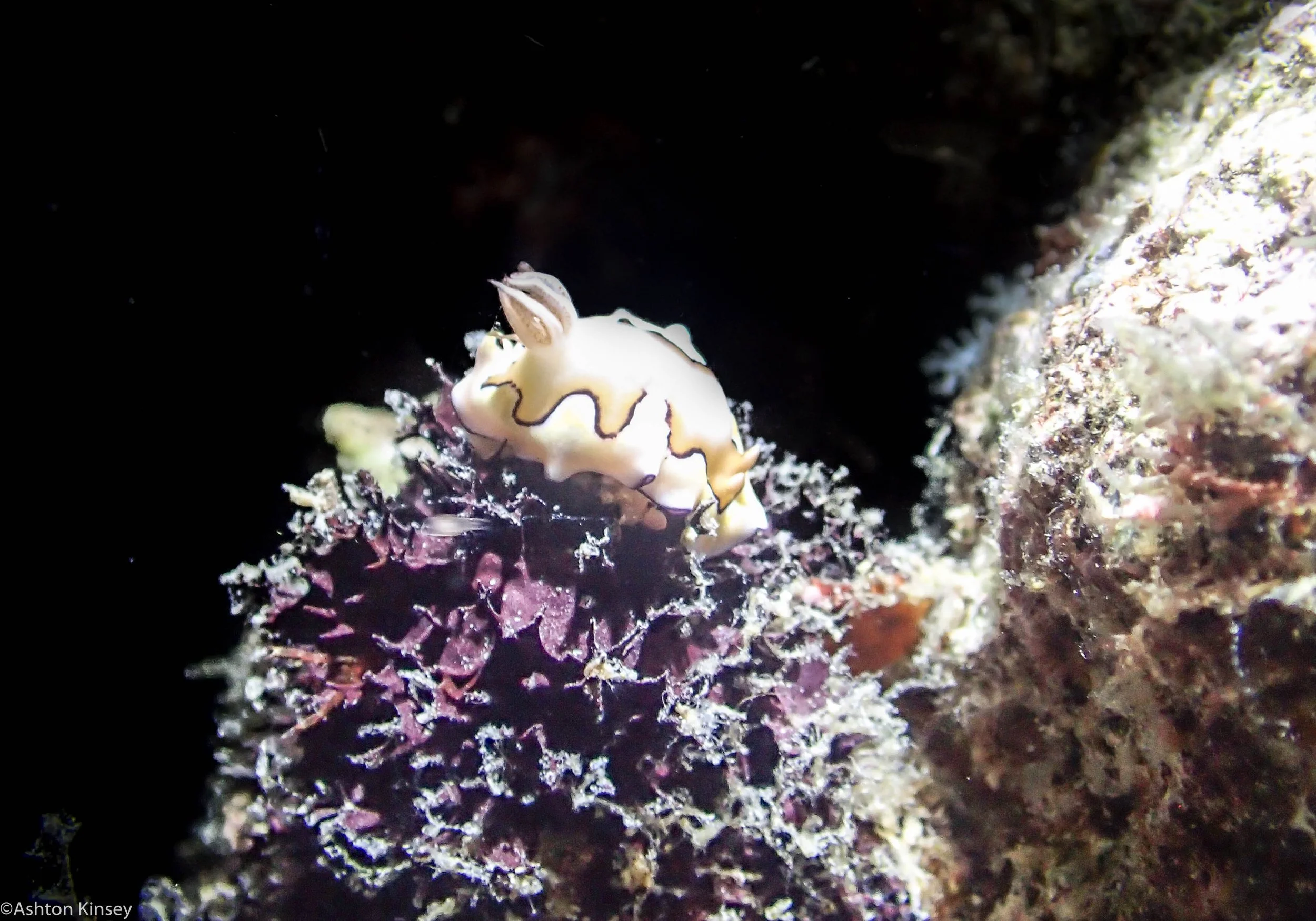 Dive 21 Ribbon Reef 8 Goniobrachus coi.jpg