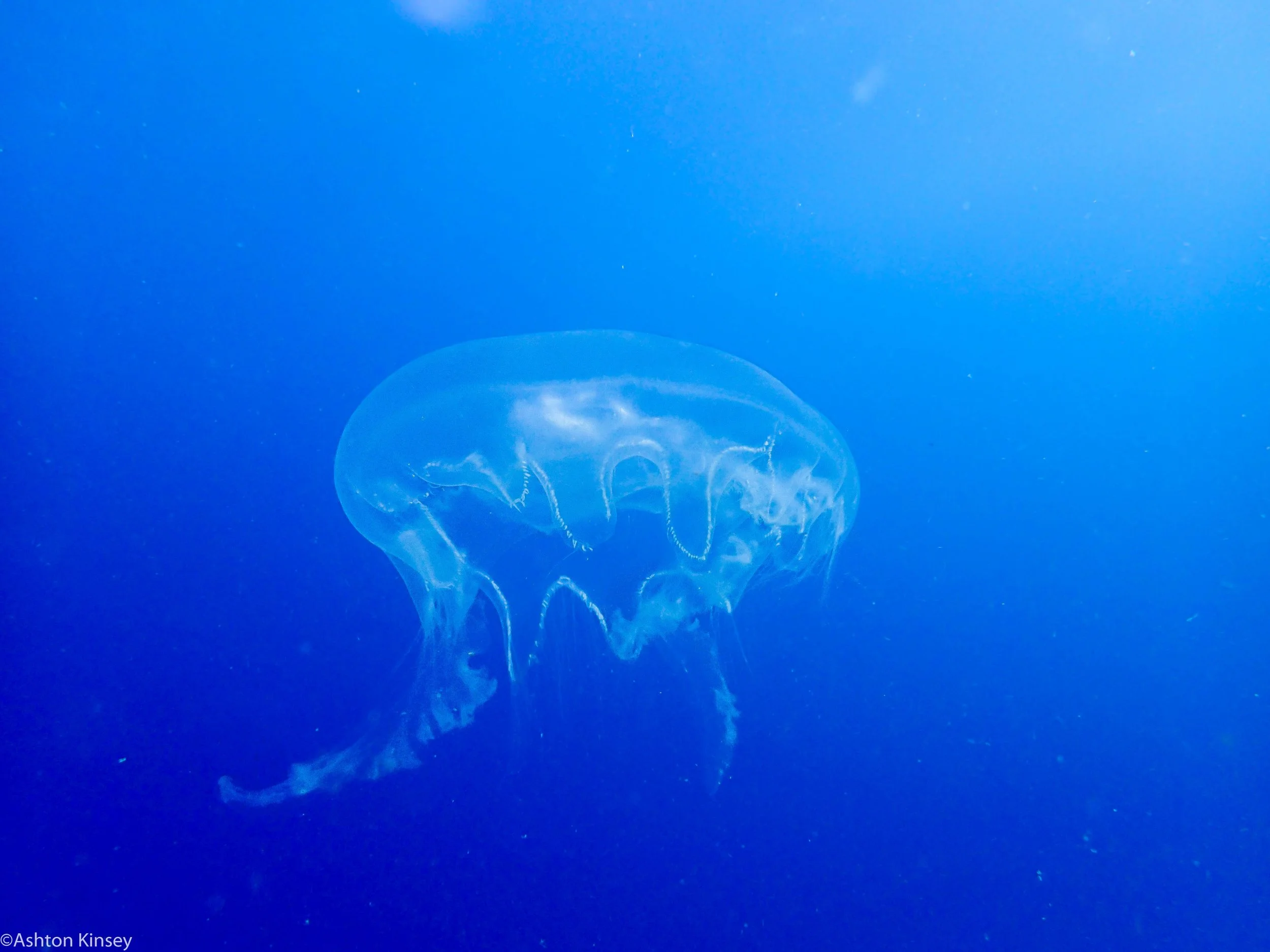 Dive 22 Clam Beds Jelly-2.jpg