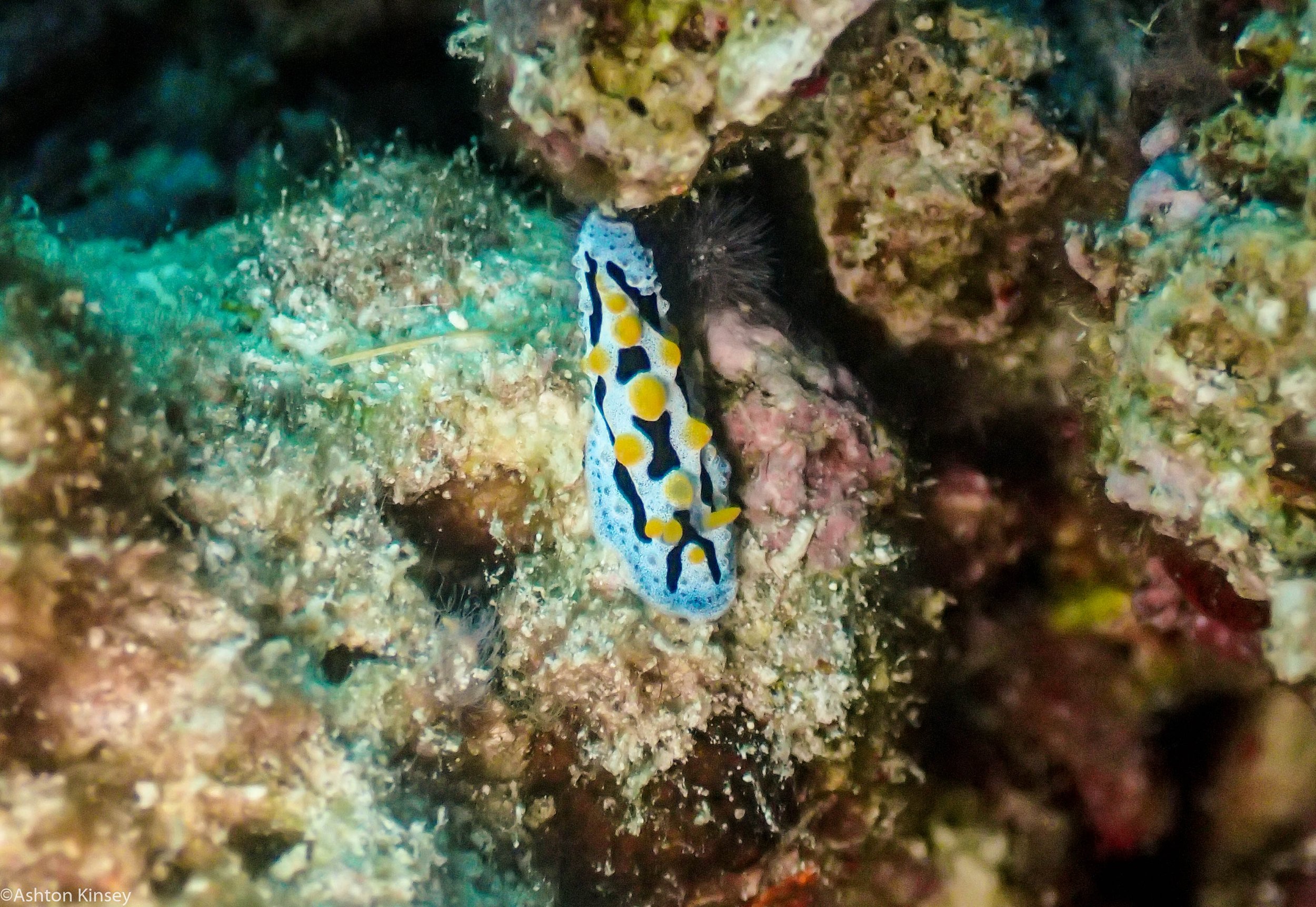 Dive 22 Clam Beds Phyllidia picta Nu.jpg