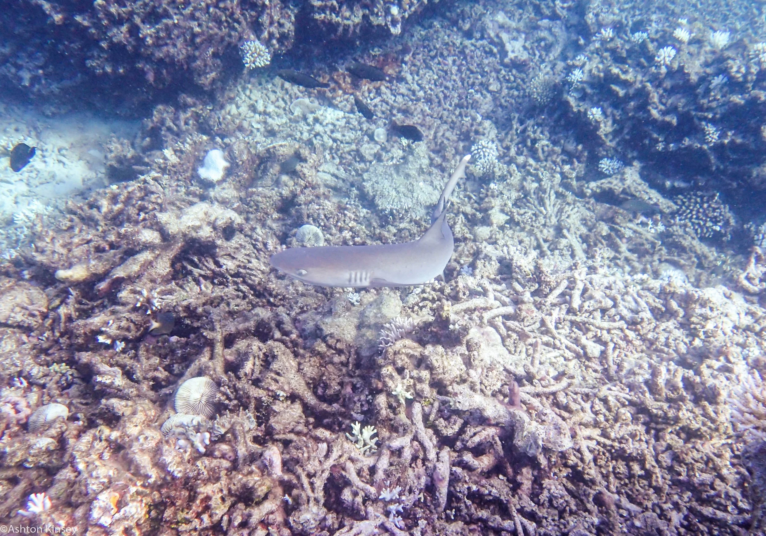 Dive 22 Clam Beds Shark.jpg