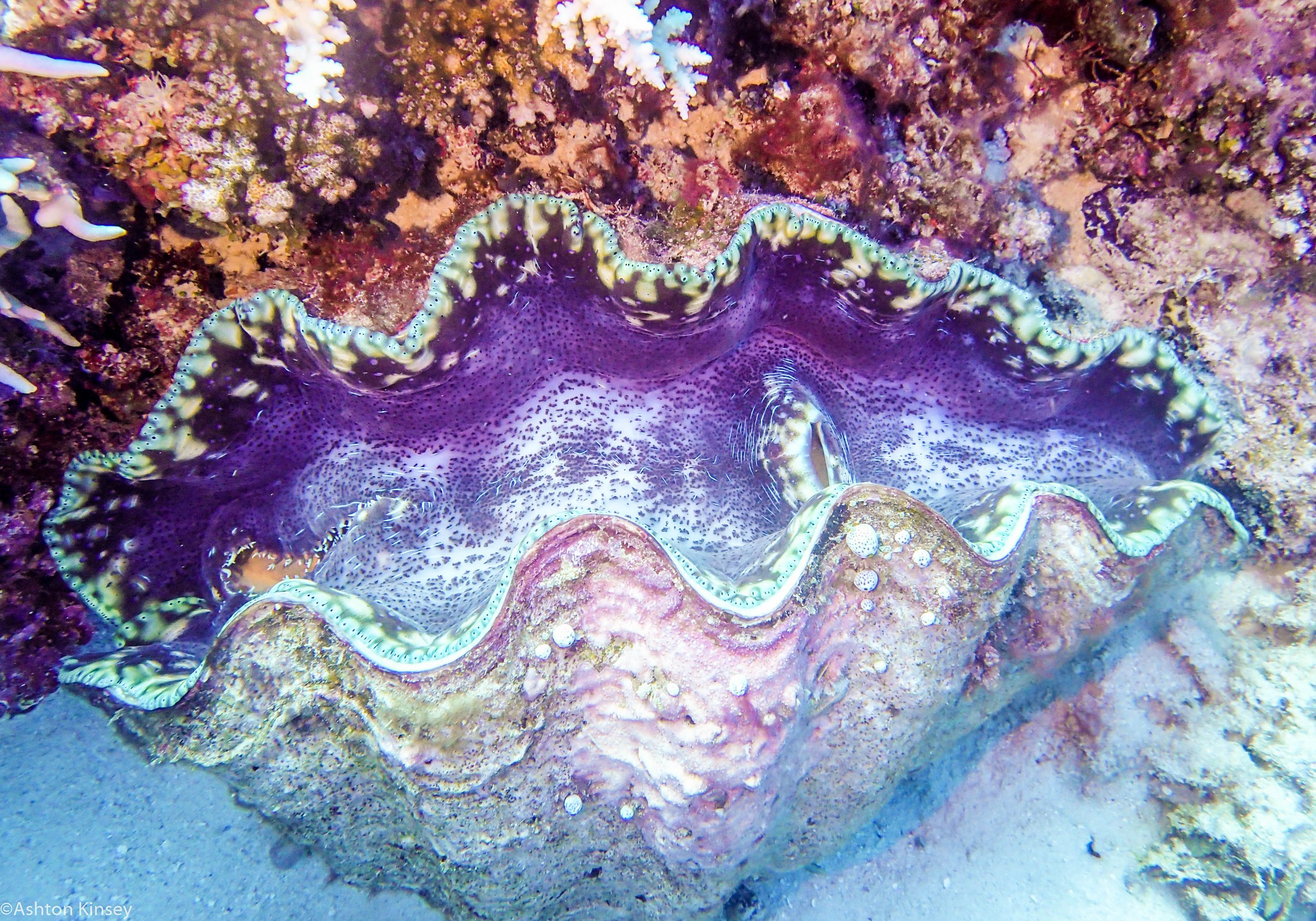 Dive 22 Clam Beds Clam.jpg