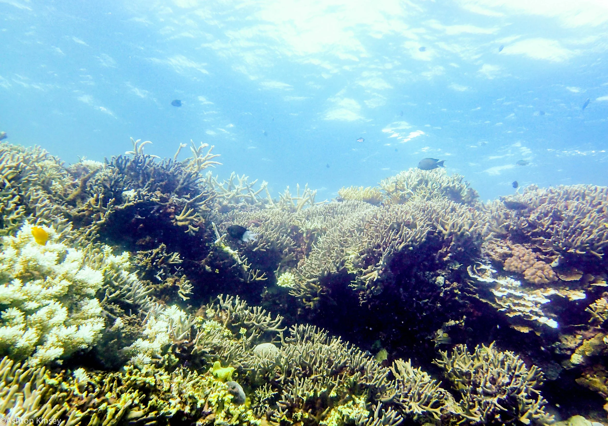 Dive 22 Clam Beds Corals.jpg