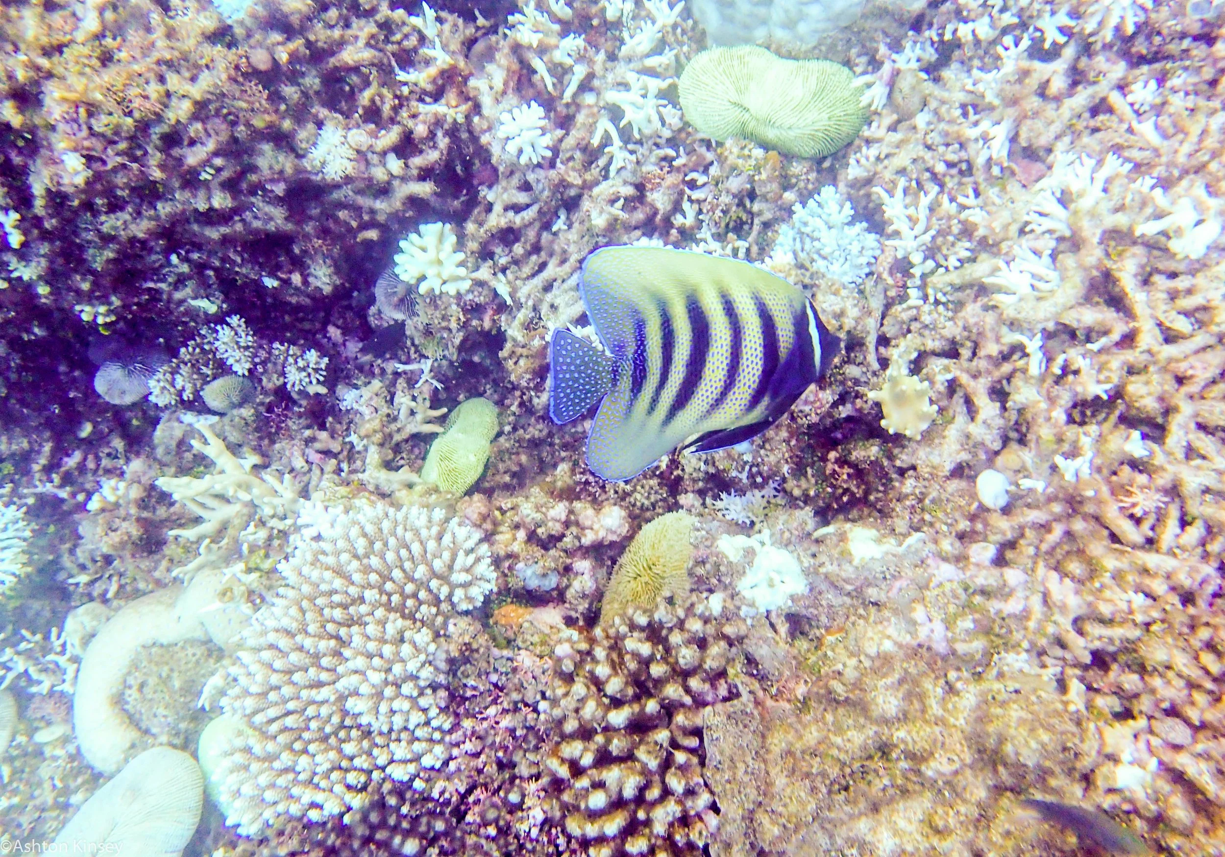 Dive 22 Clam Beds Fish.jpg