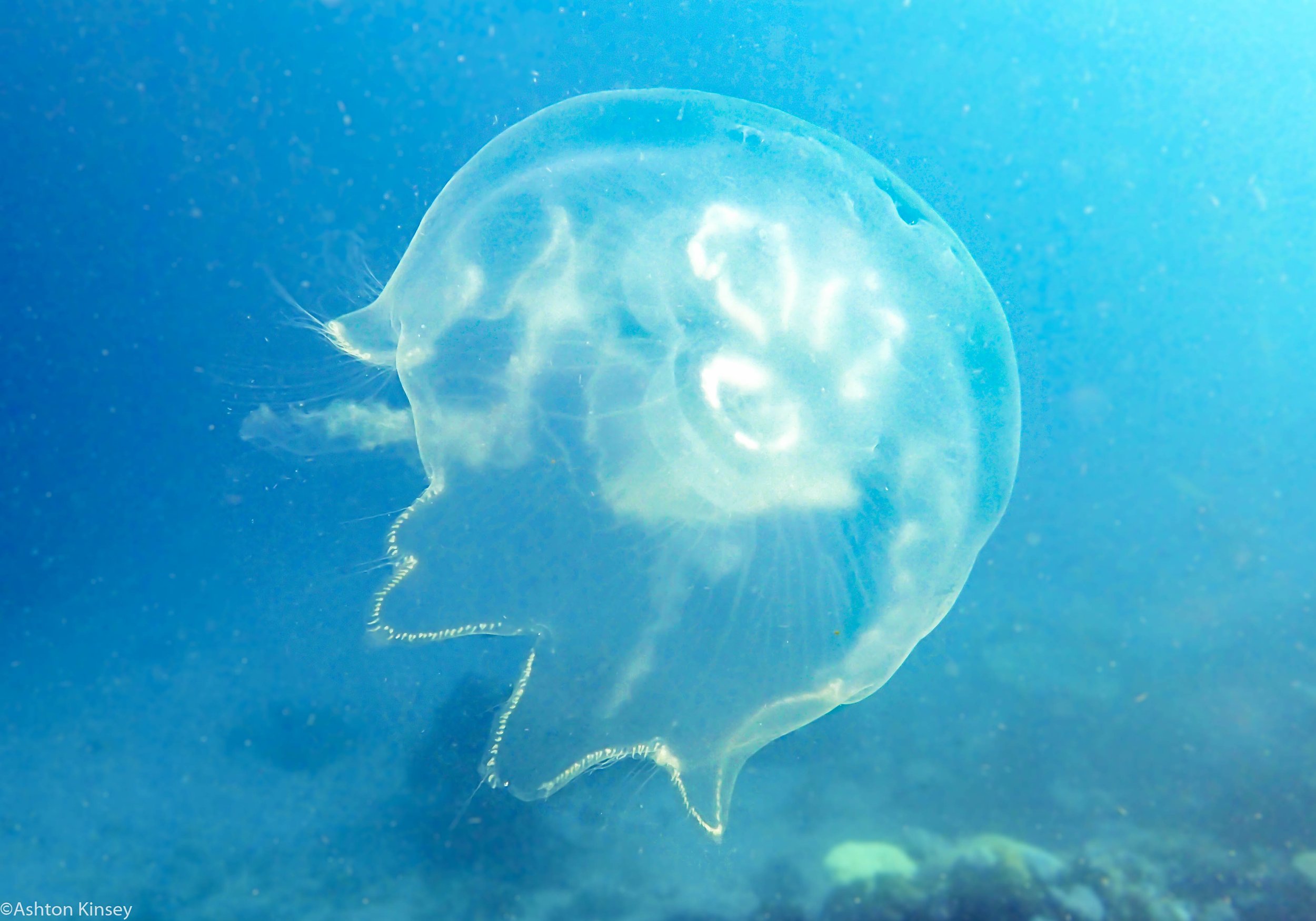 Dive 22 Clam Beds Jelly.jpg