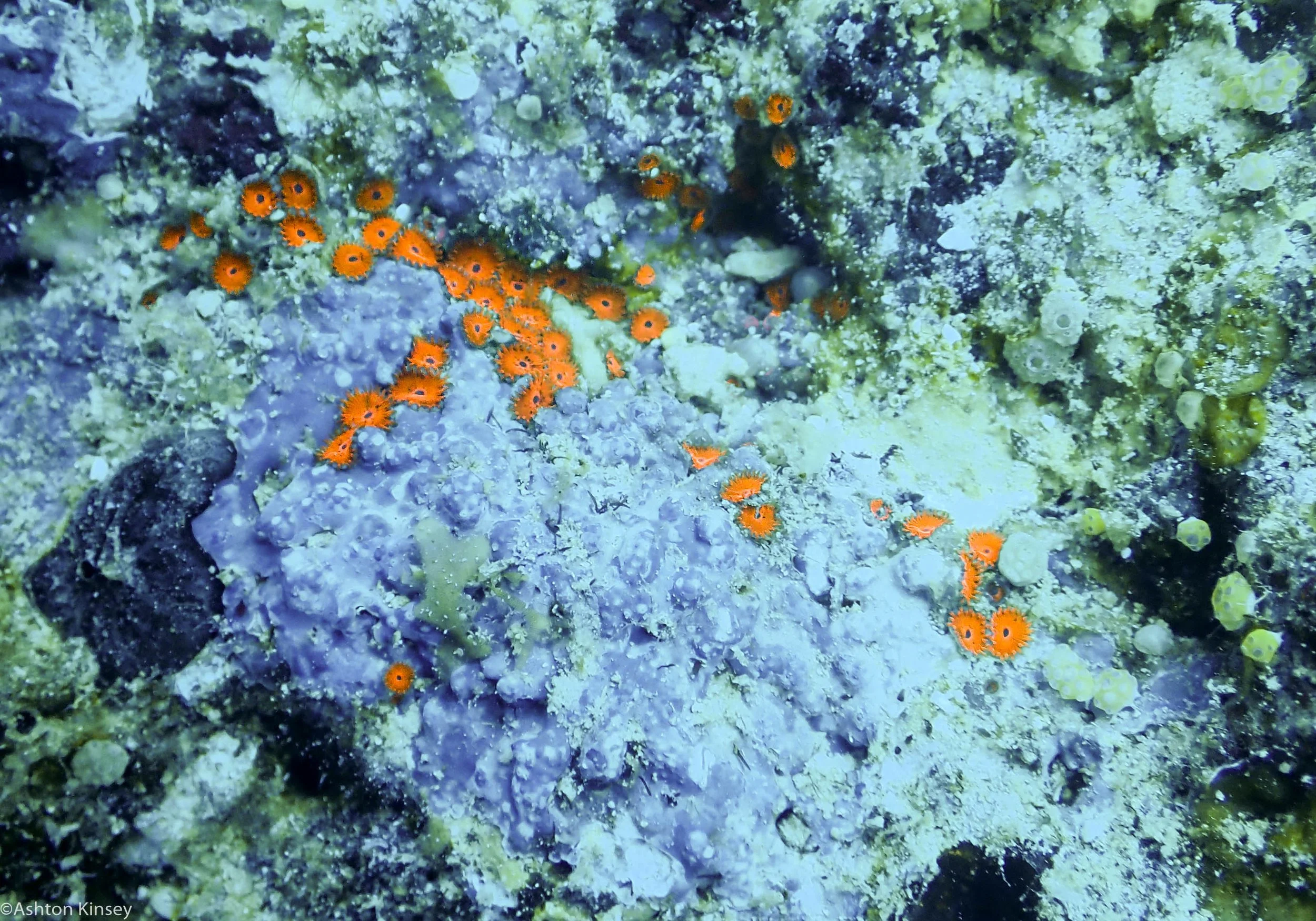 Dive 23 Steve's Bommie Zoas.jpg
