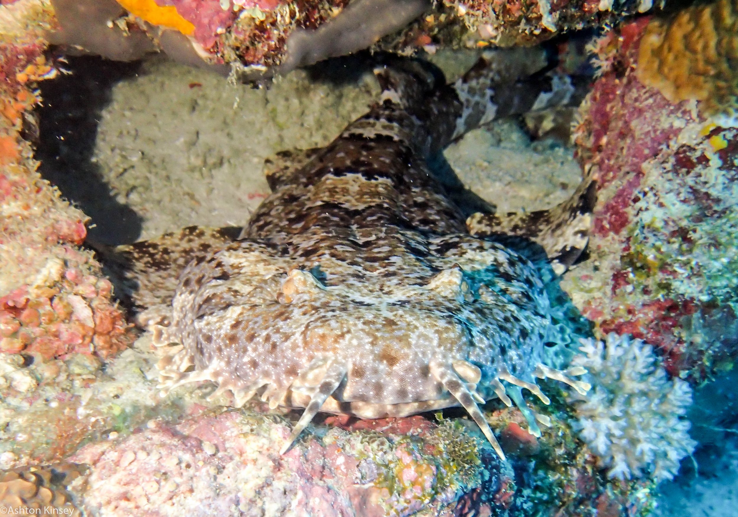 Dive 23 Steve's Bommie Wobegon Shark-2.jpg