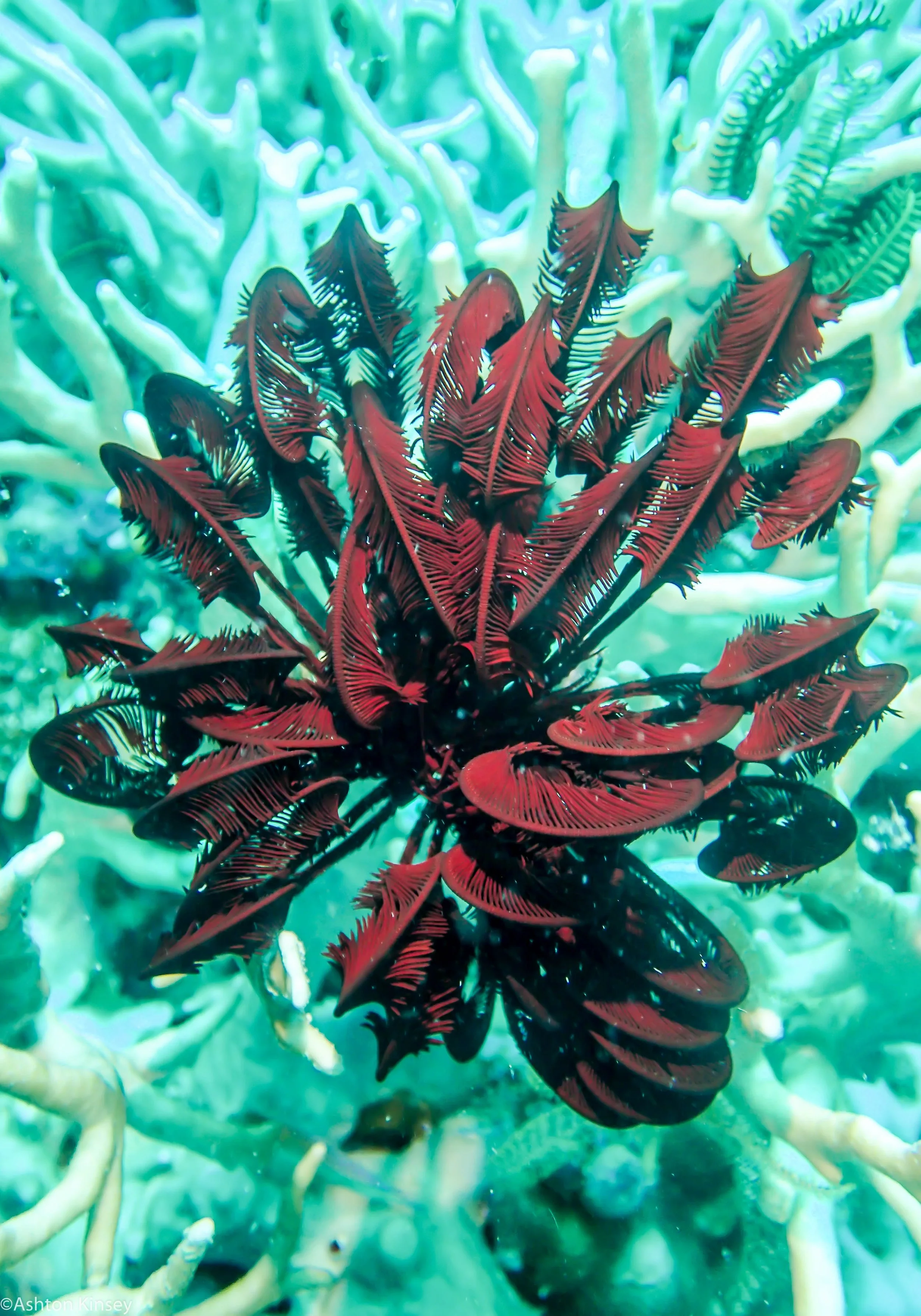 Dive 23 Steve's Bommie Feather Star.jpg