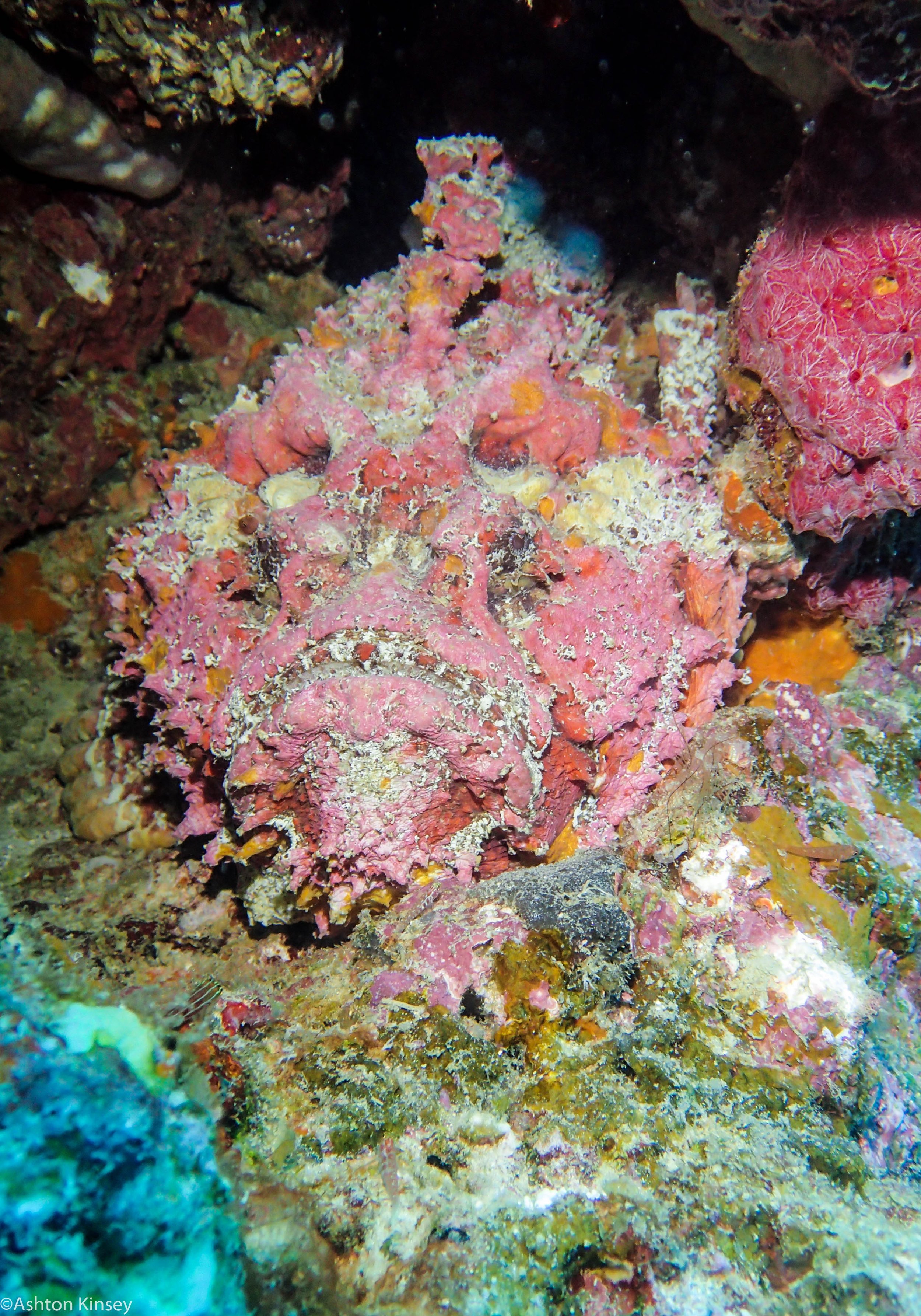 Dive 23 Steve's Bommie Frogfish.jpg