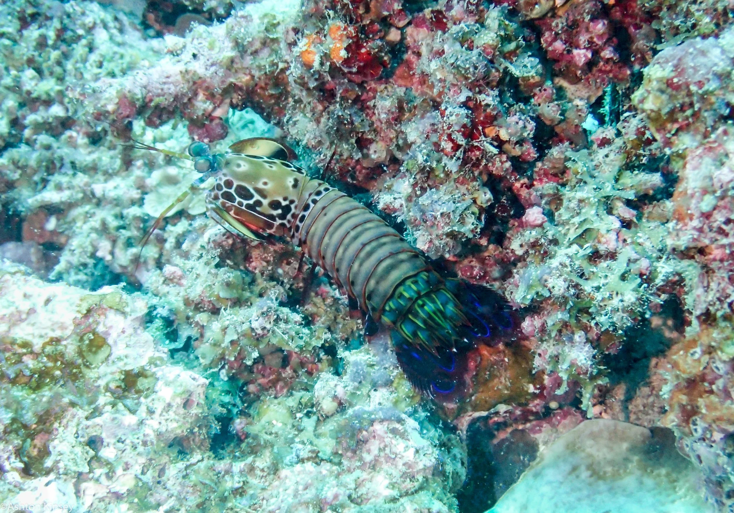 Dive 23 Steve's Bommie Mantis Shrimp.jpg