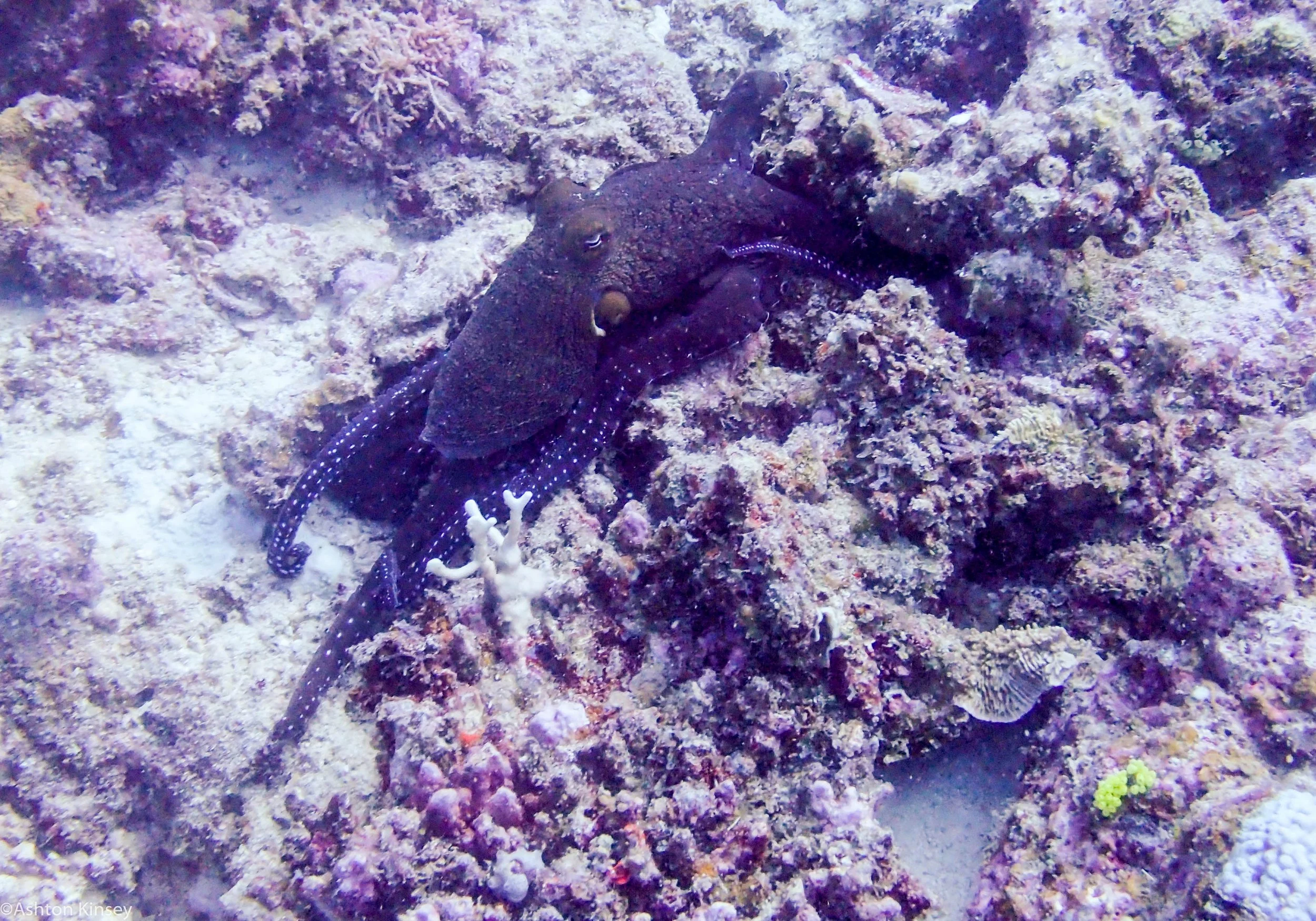 Dive 23 Steve's Bommie Octo.jpg
