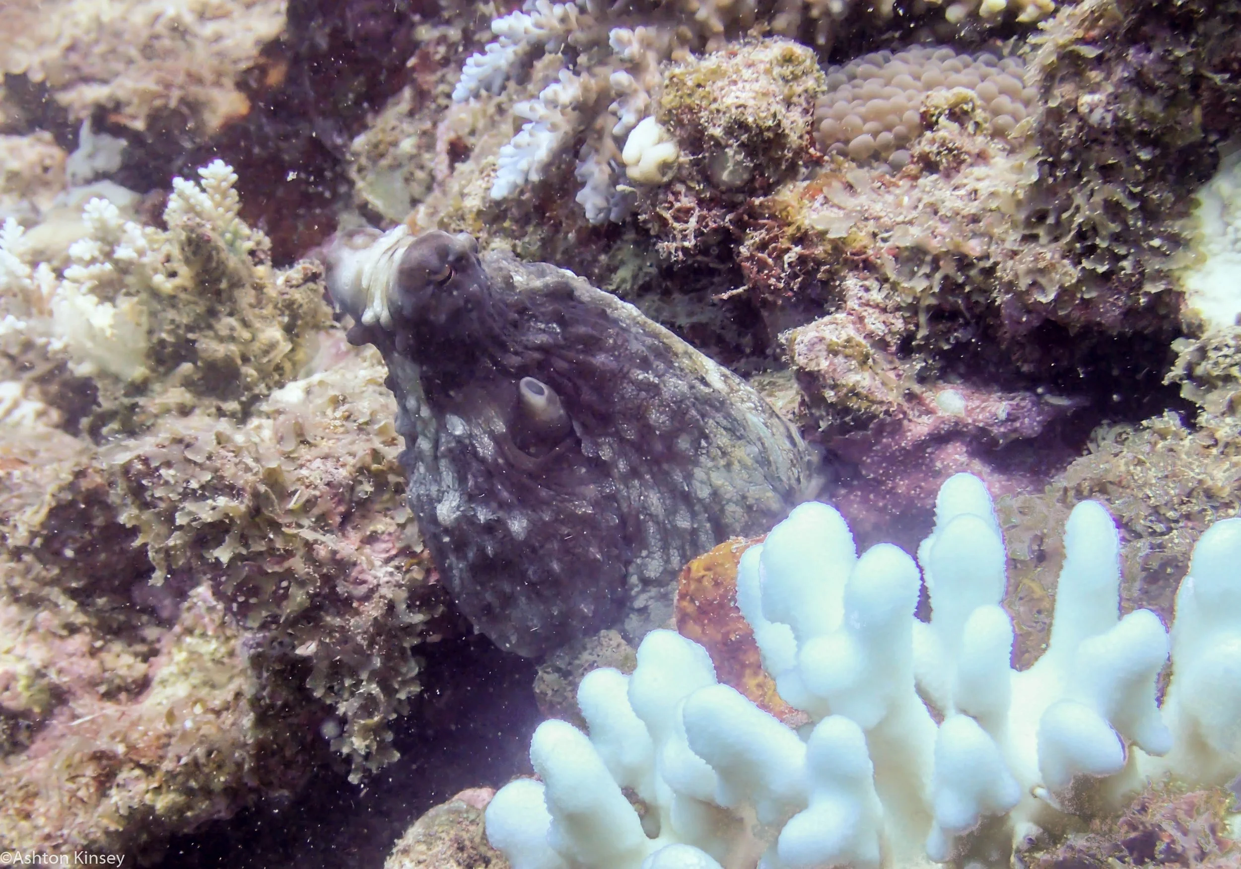 Dive 23 Steve's Bommie Octoopus.jpg