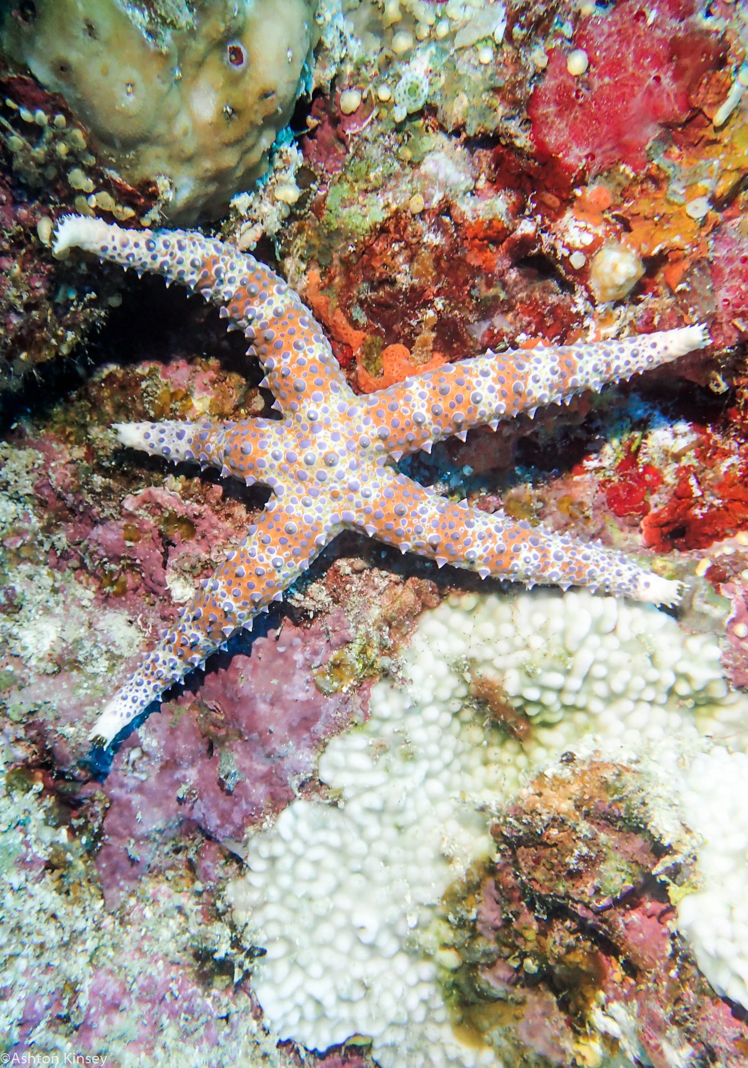 Dive 23 Steve's Bommie Star.jpg