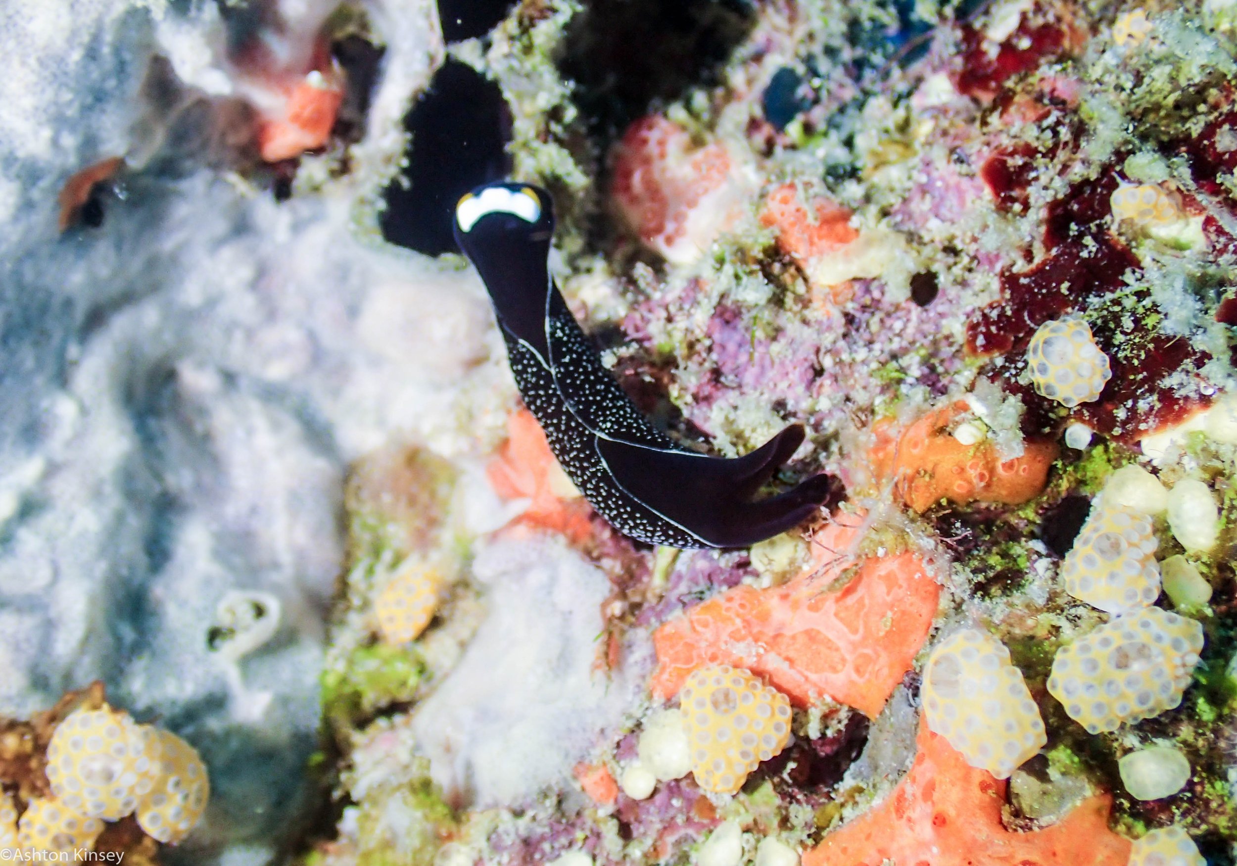 Dive 23 Steve's Bommie Unknown nudi.jpg