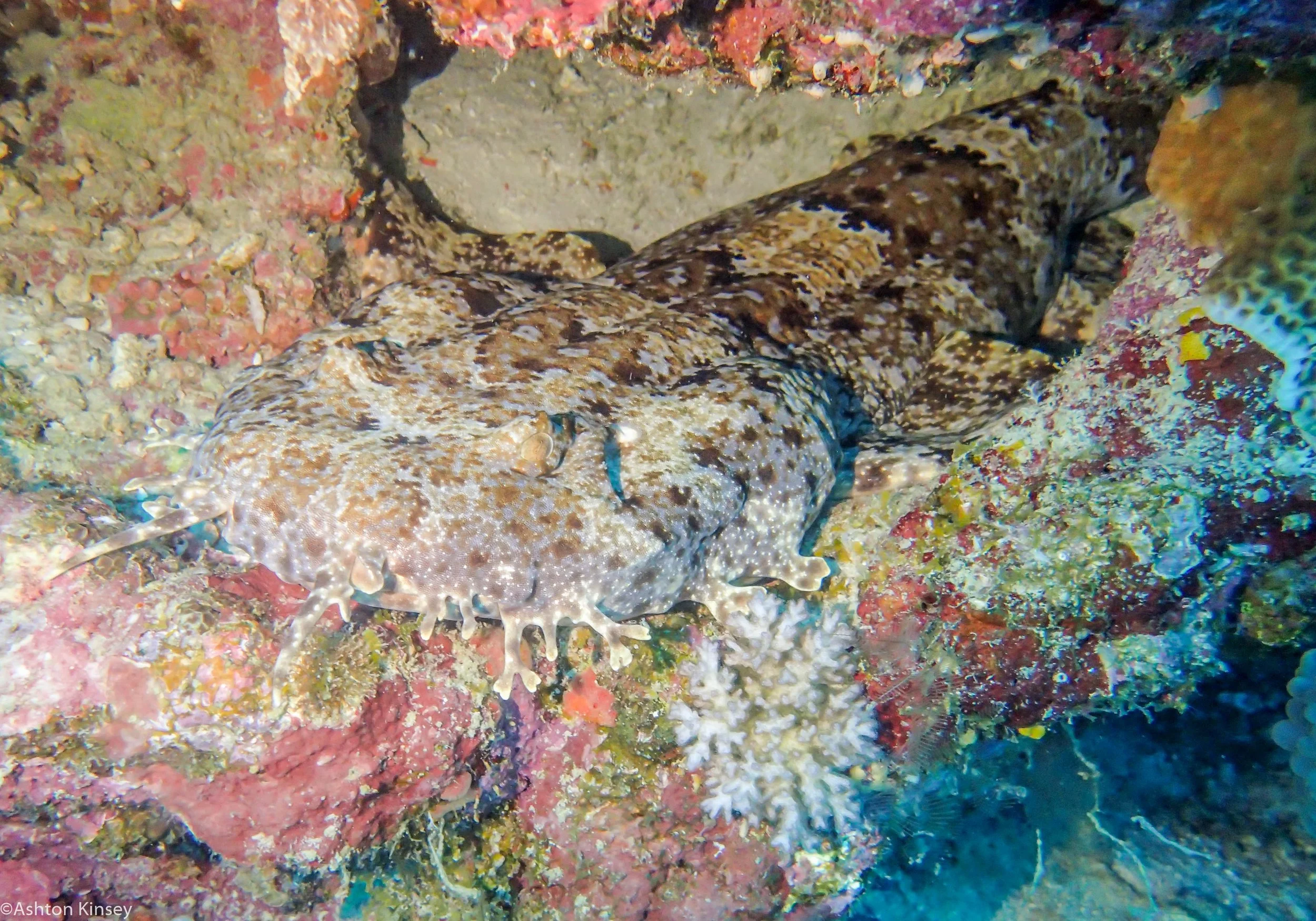 Dive 23 Steve's Bommie Wobegon Shark.jpg